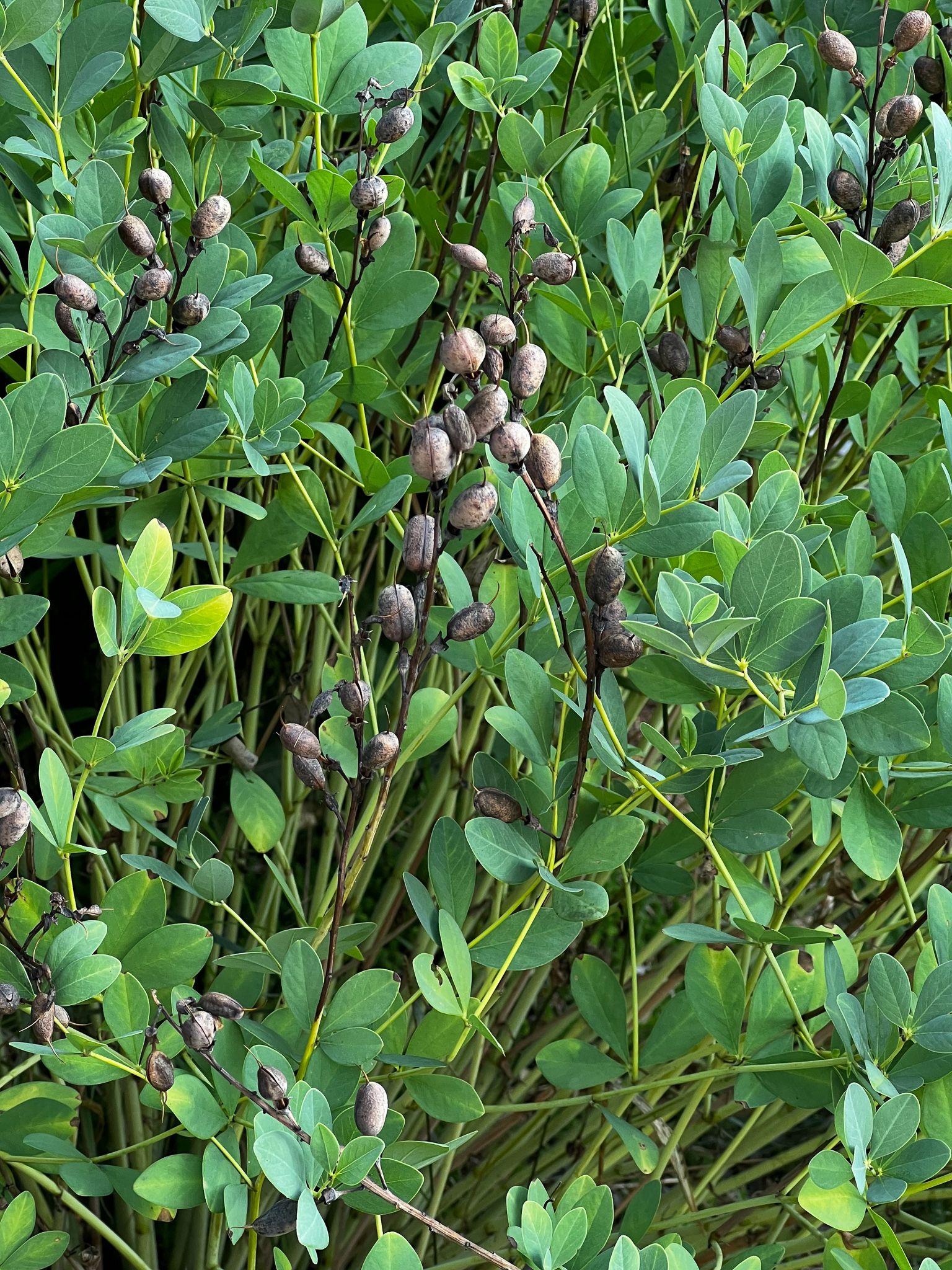 seed pods against a green background
