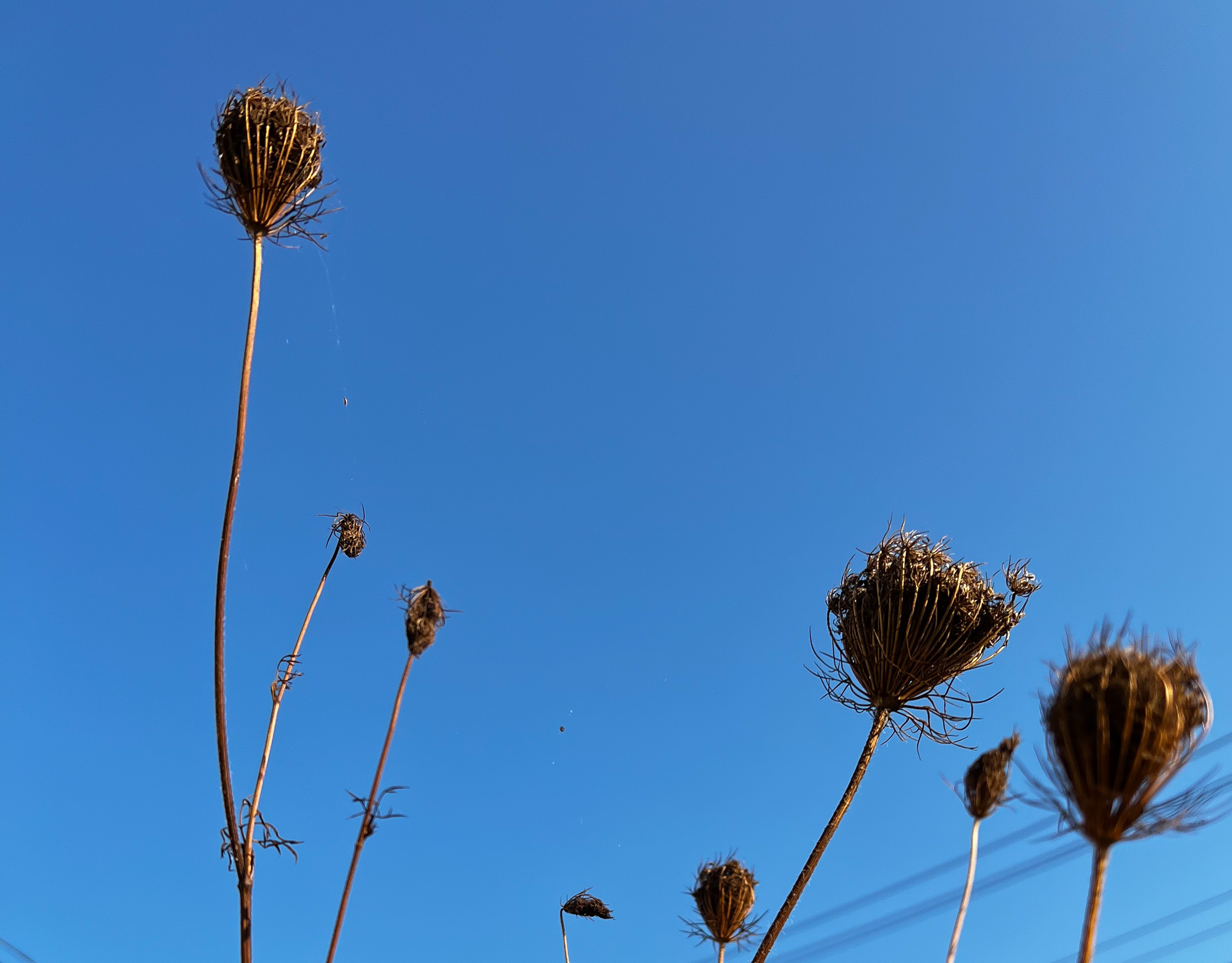 umbel seed heads against a blue sky