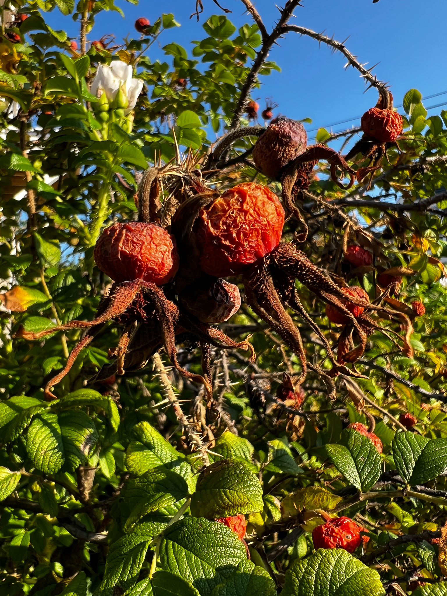 rosehips aging into burnt orange and brown