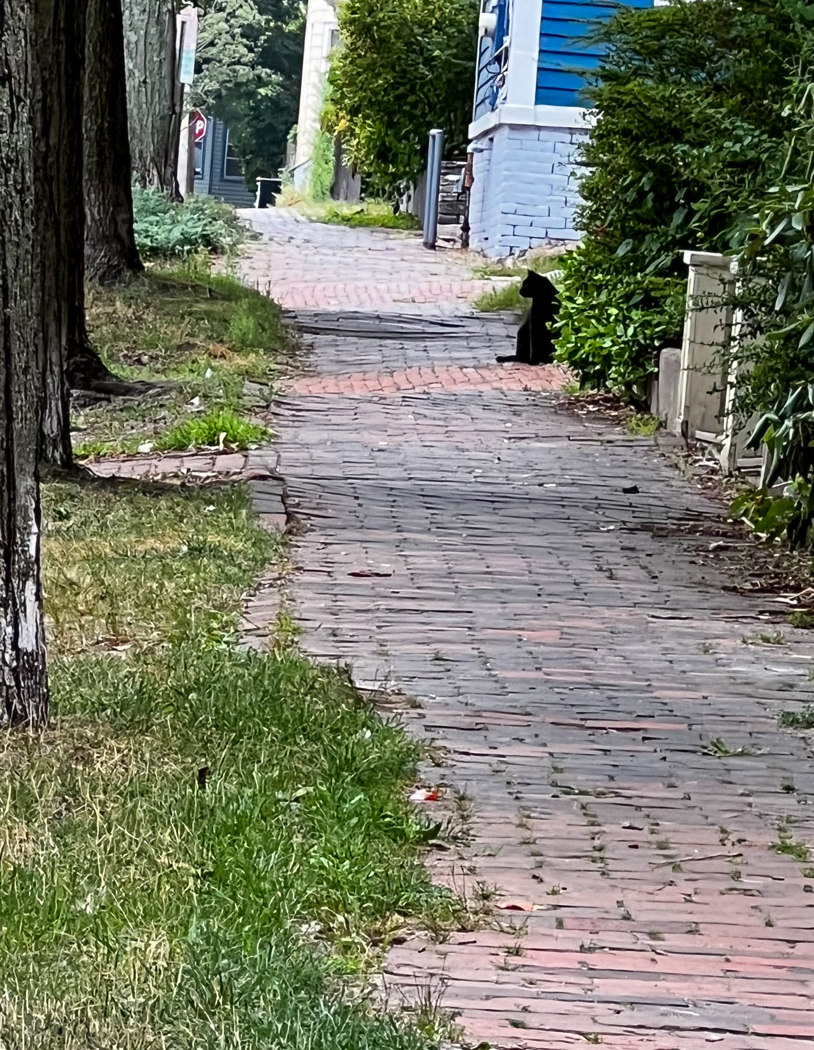 black cat sitting on a brick walkway