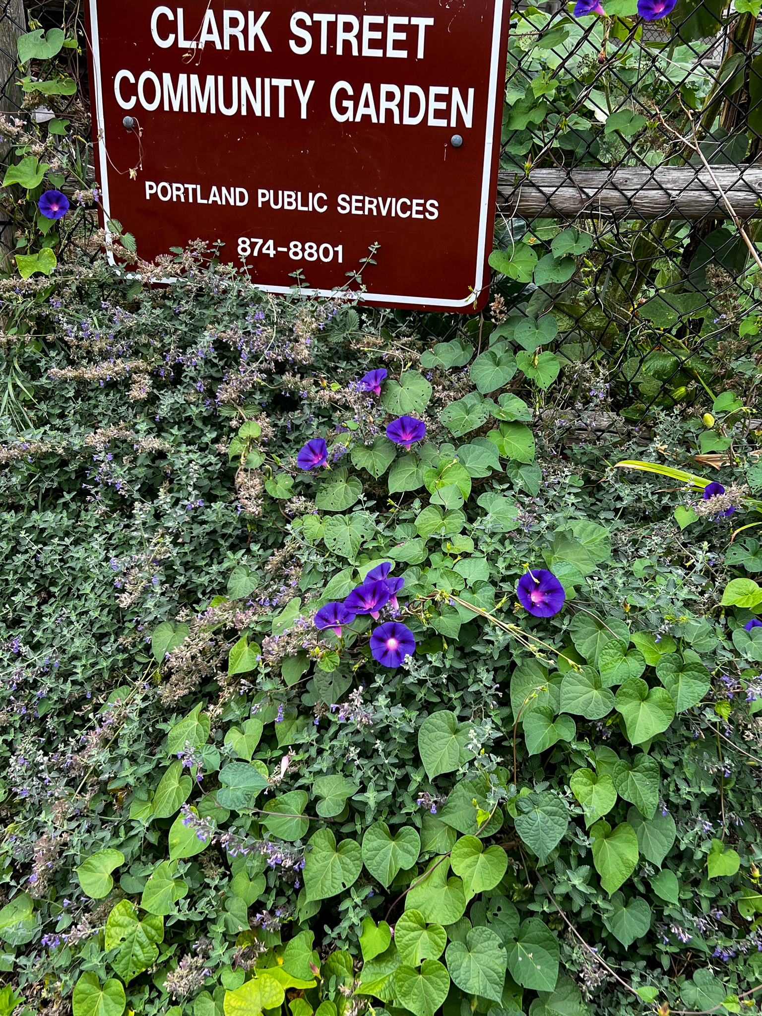 Sign that reads Clark Street Community Garden Portland Public Services