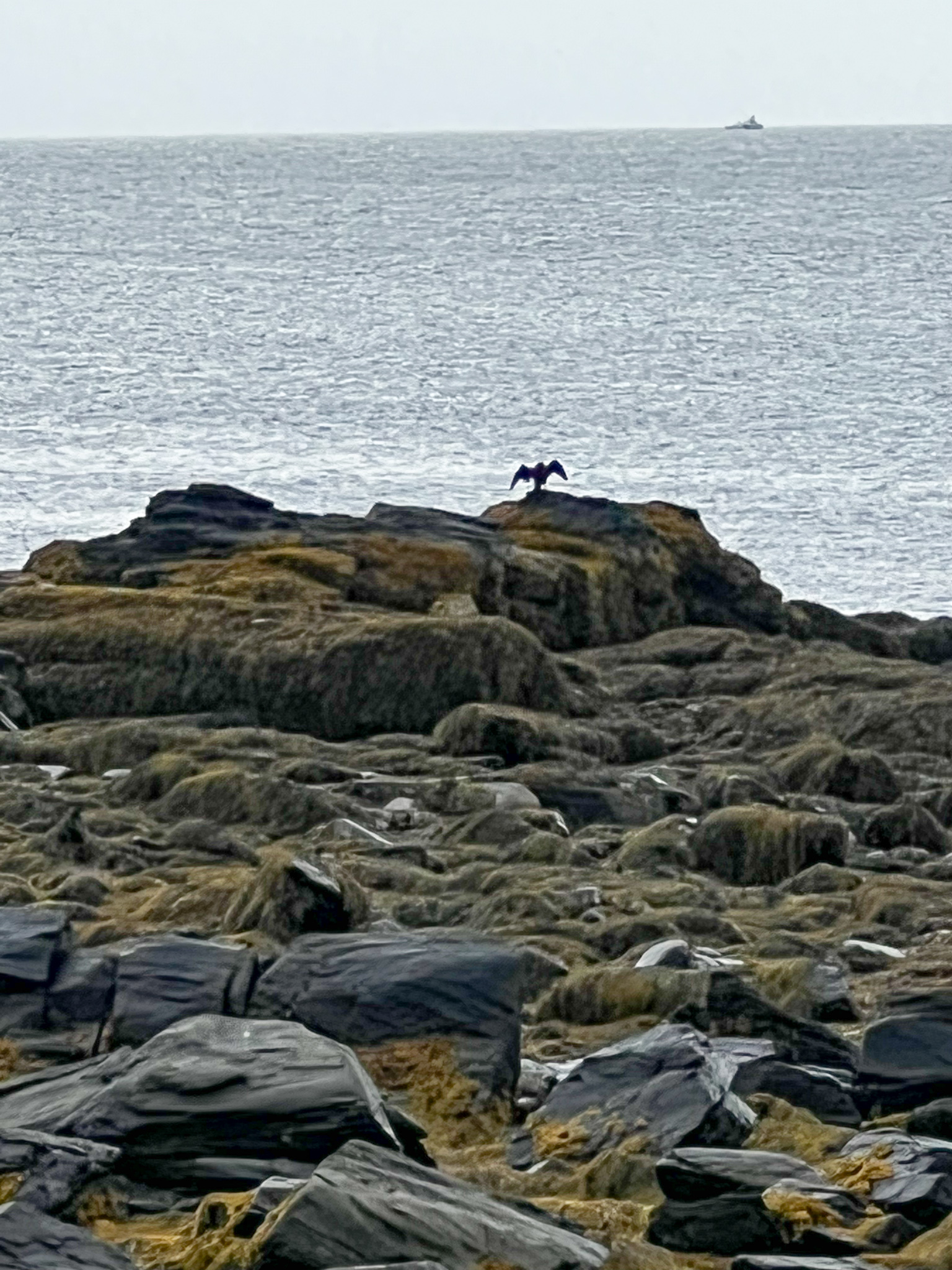 seaweed and rocks with a bird with it's wings out