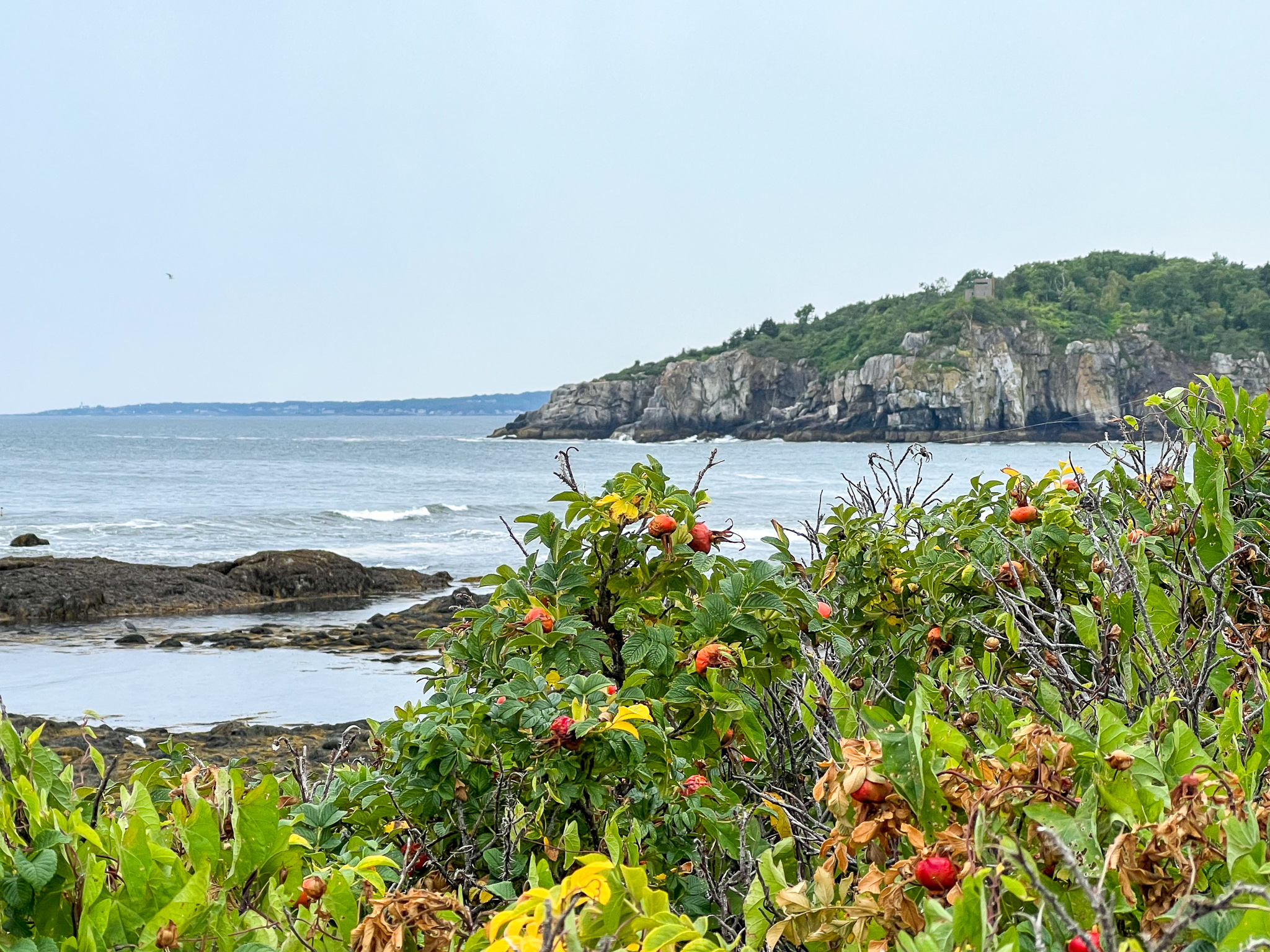 tip of an island with rose hips in the foreground