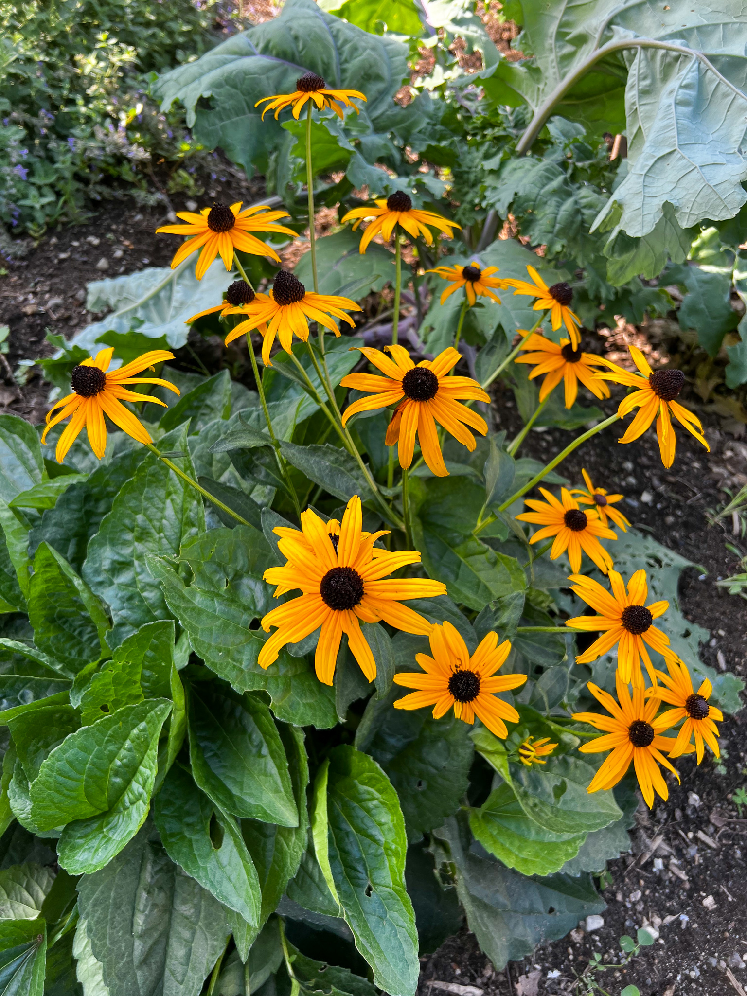 yellow daisies with black centers
