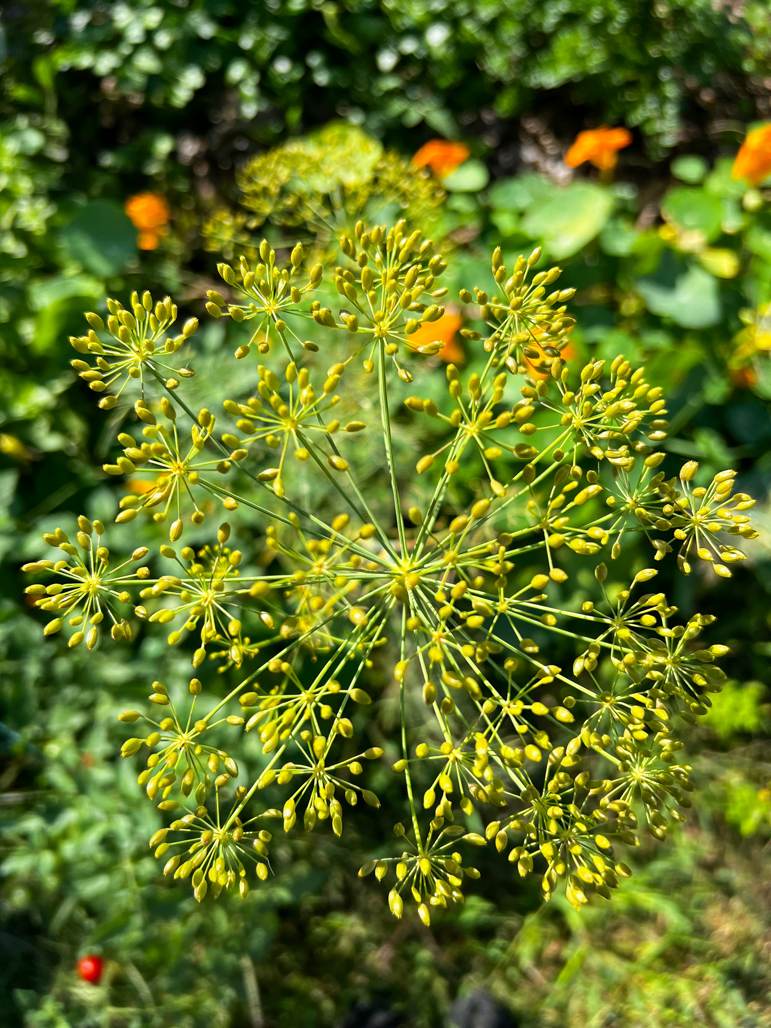 flowering dill seeds