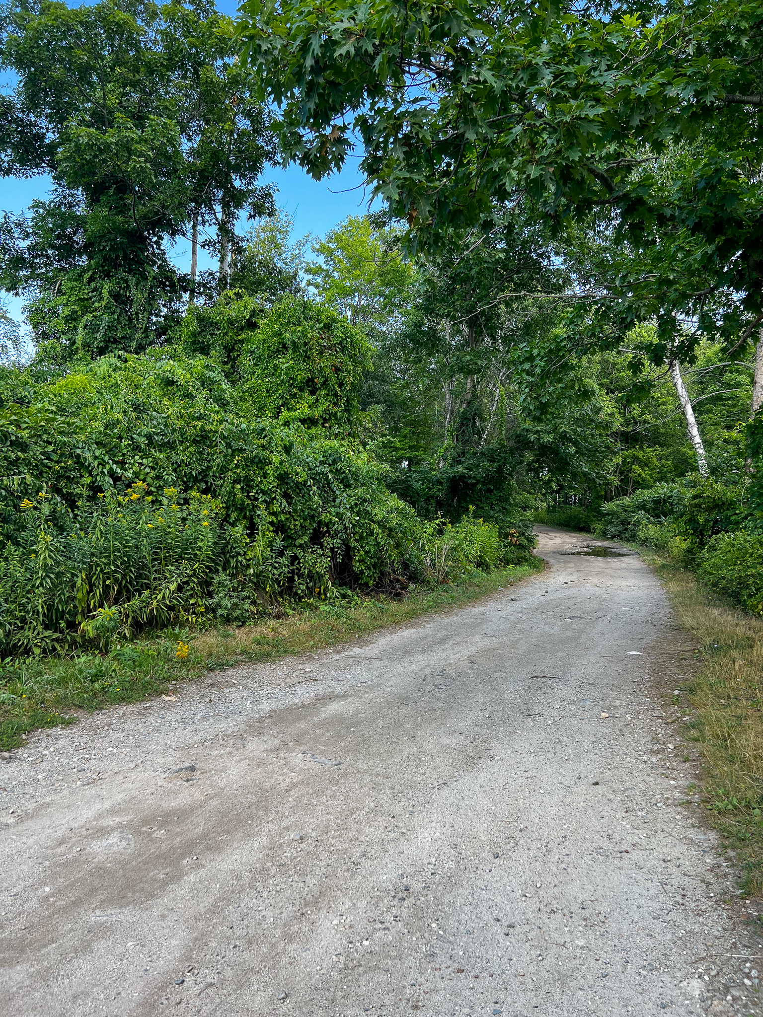 a dirt road with trees and bushes and blue sky