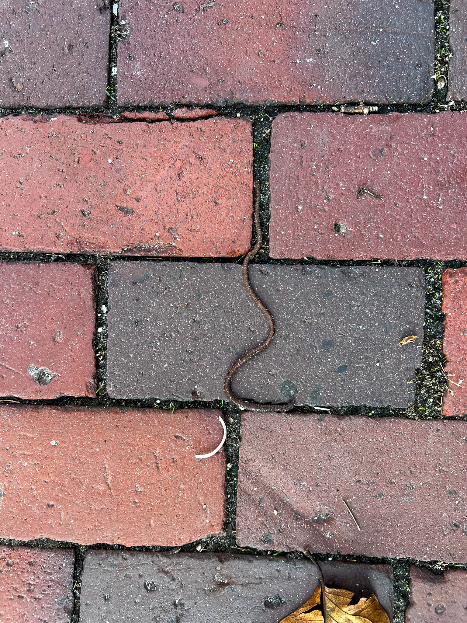 earth worm on the brick sidewalk