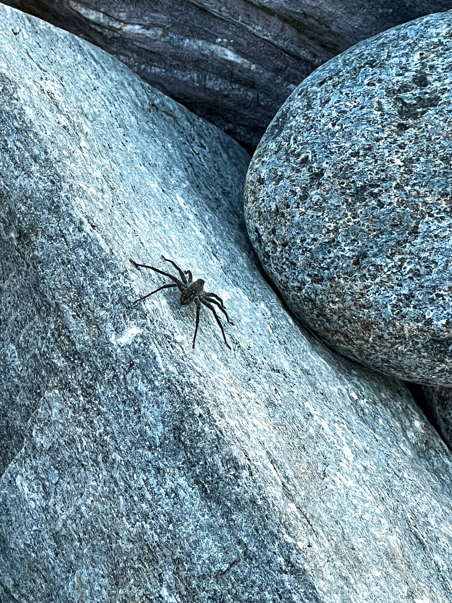 spider on a rock