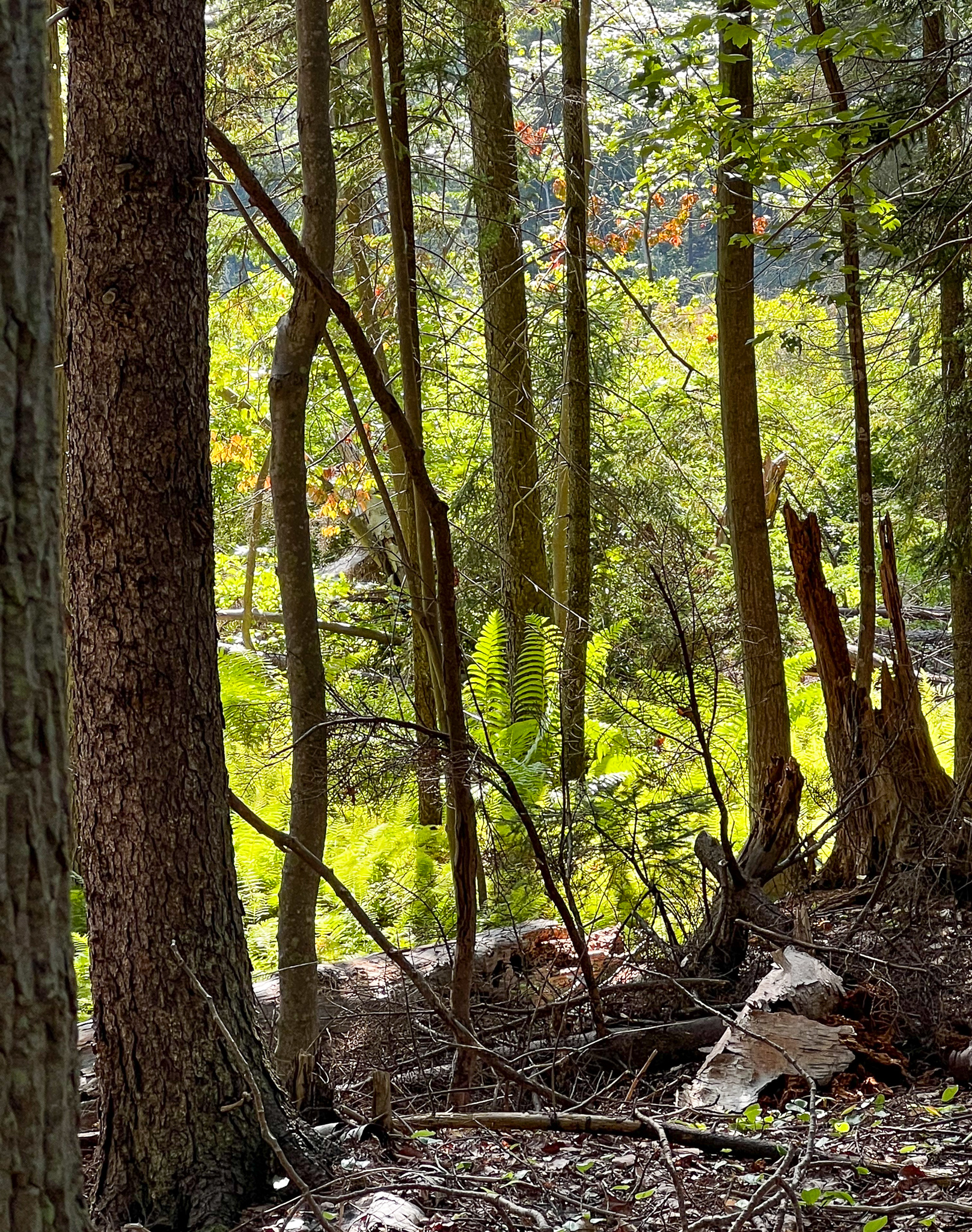 dark trees looking out onto sunlit ferns