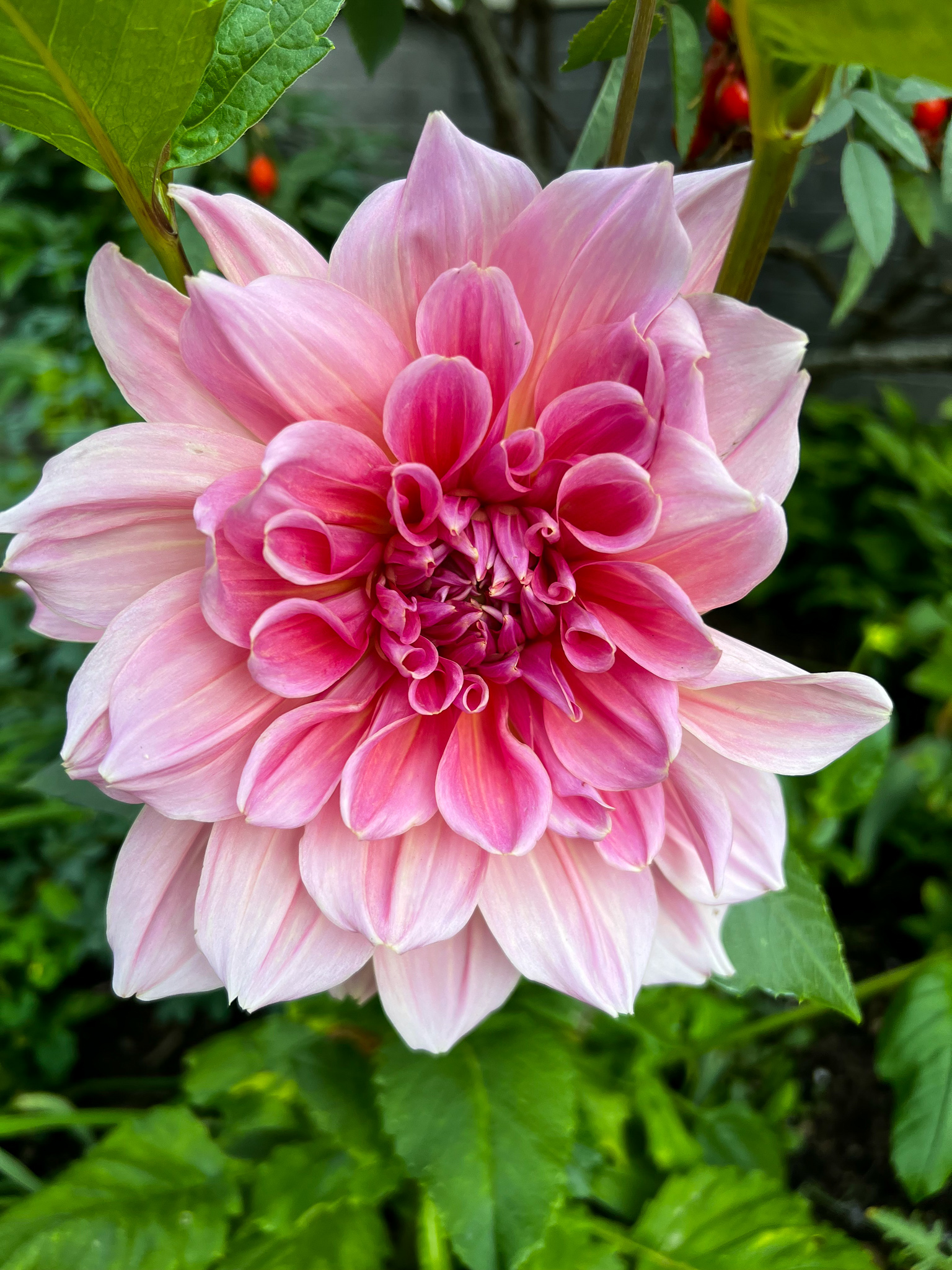 pink flower
