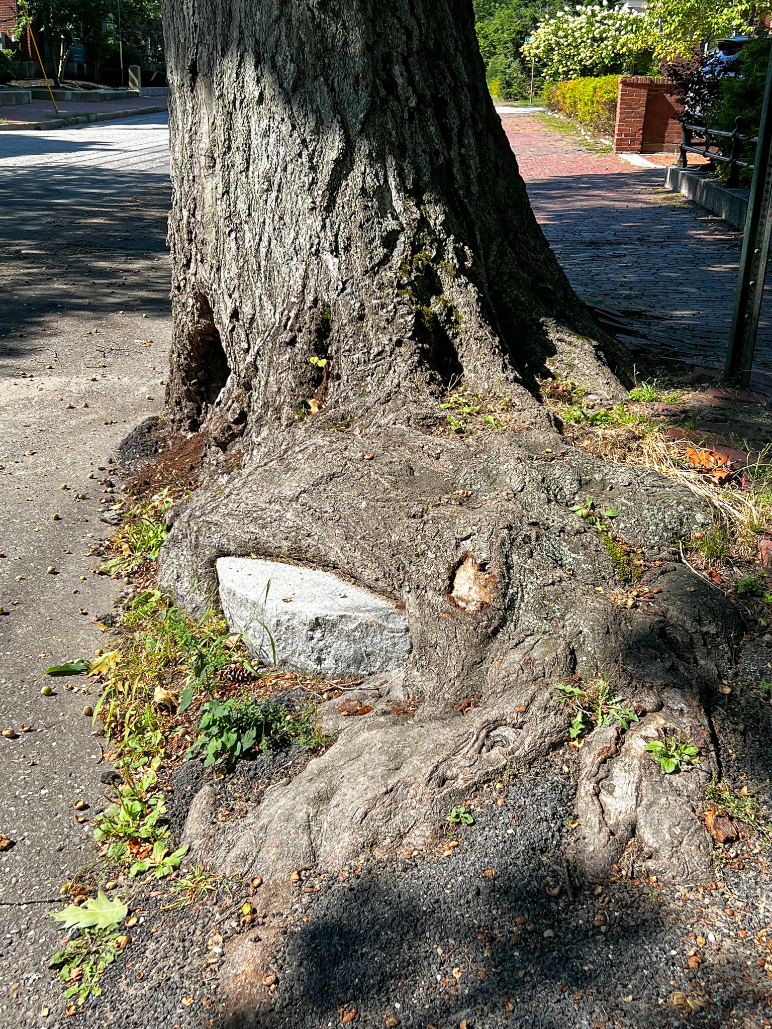 magnificent foot of a red oak that is tearing up the sidewalk enveloping the stone gutter and ripping up the asphalt