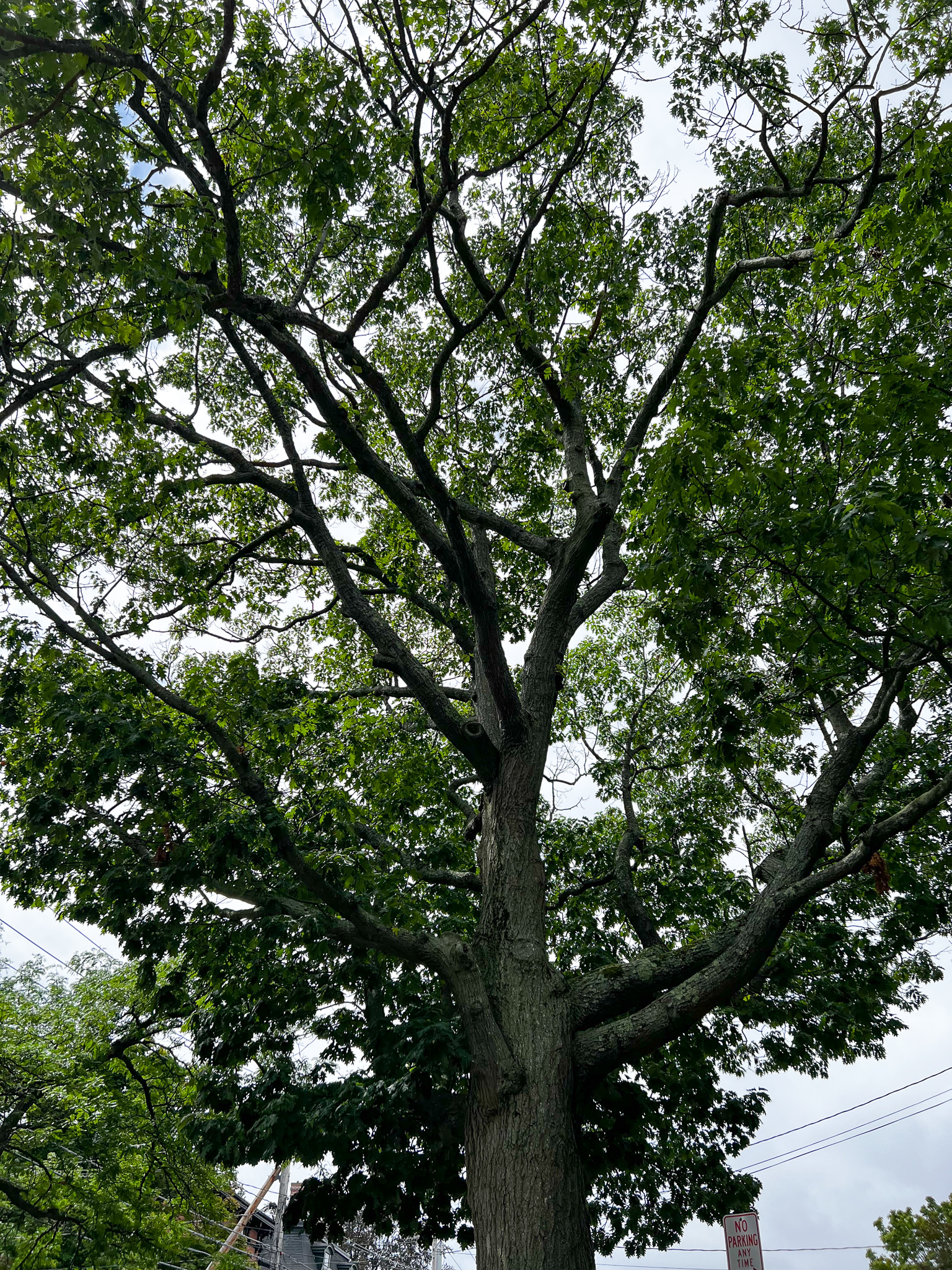 Red Oak branches
