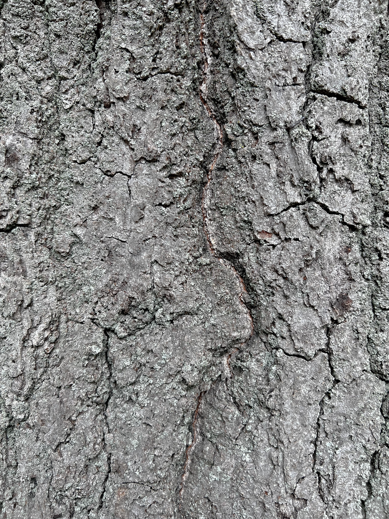 bark close up of a Red Oak specifically of my friend