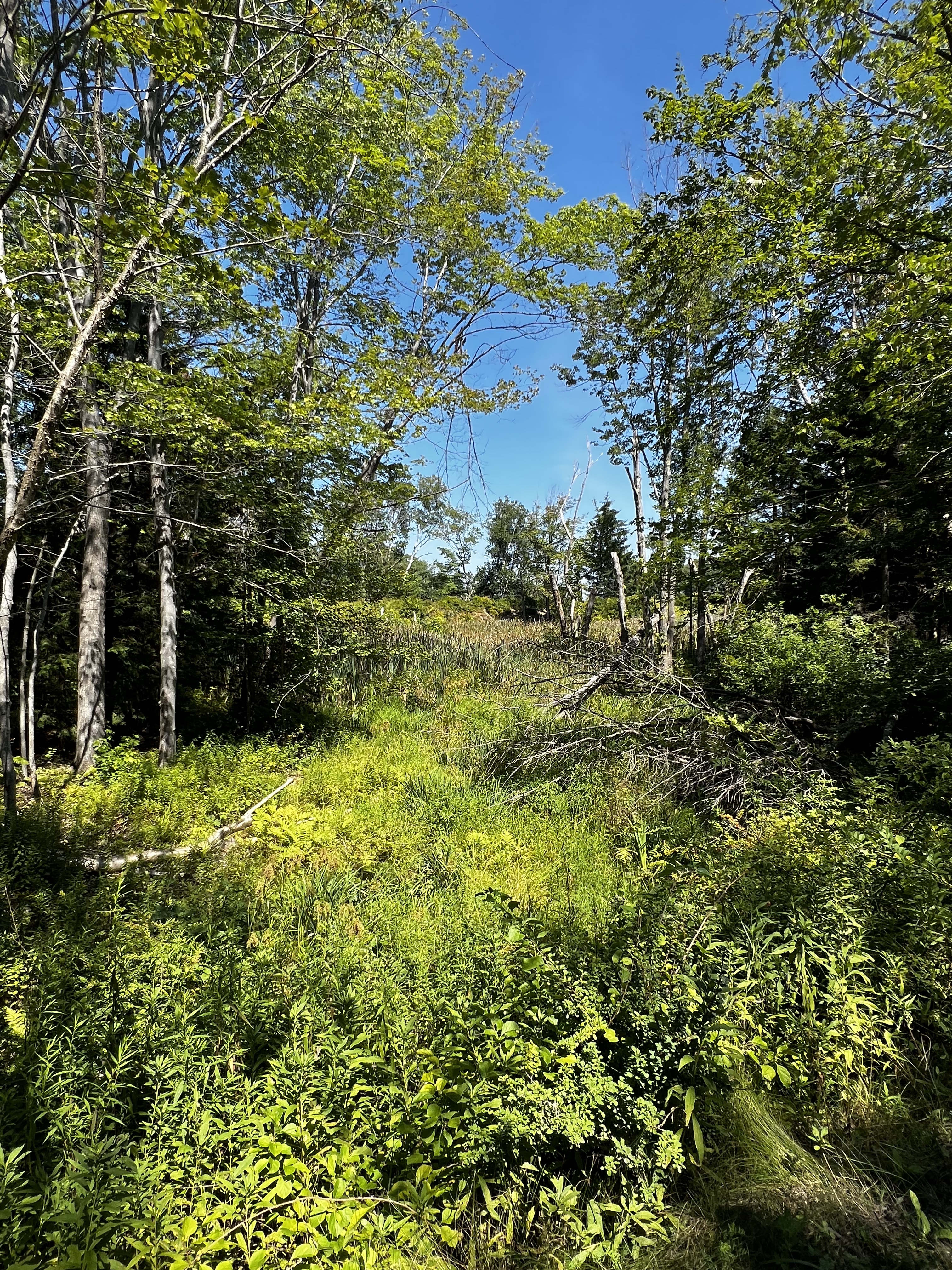 view of trees and lush landscape with lots of plants and blue sky
