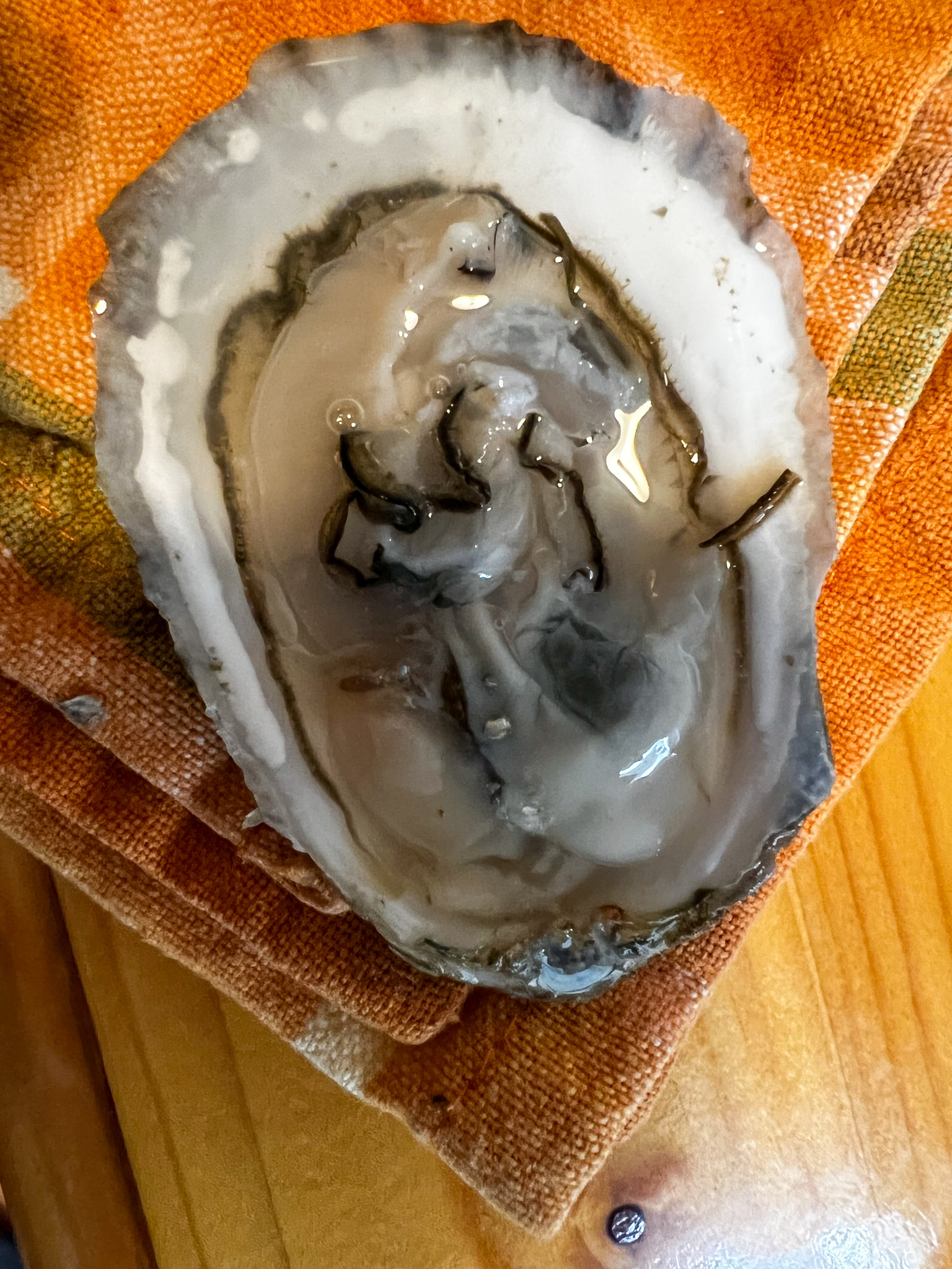 opened oyster