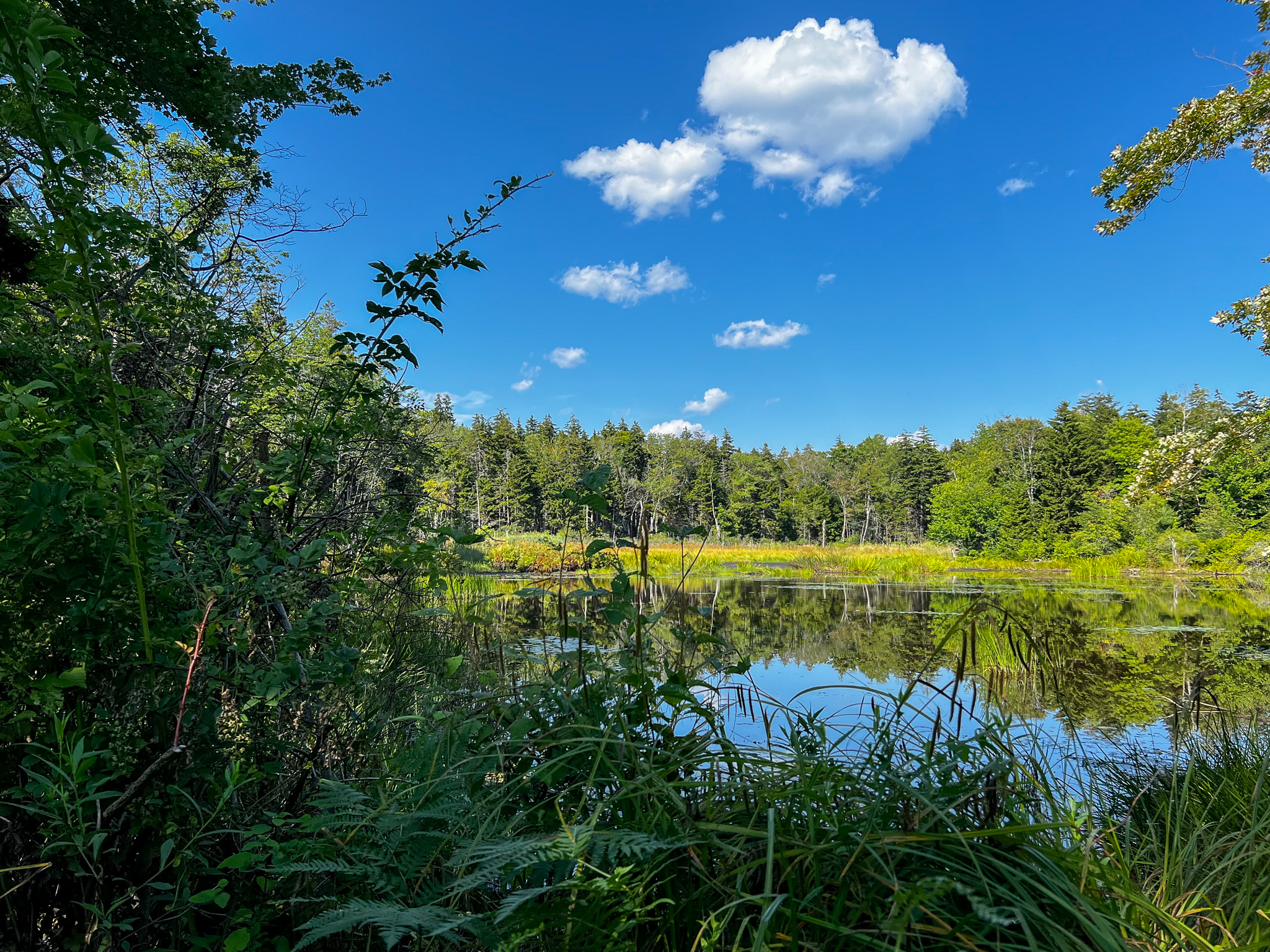 lake with plants and clouds