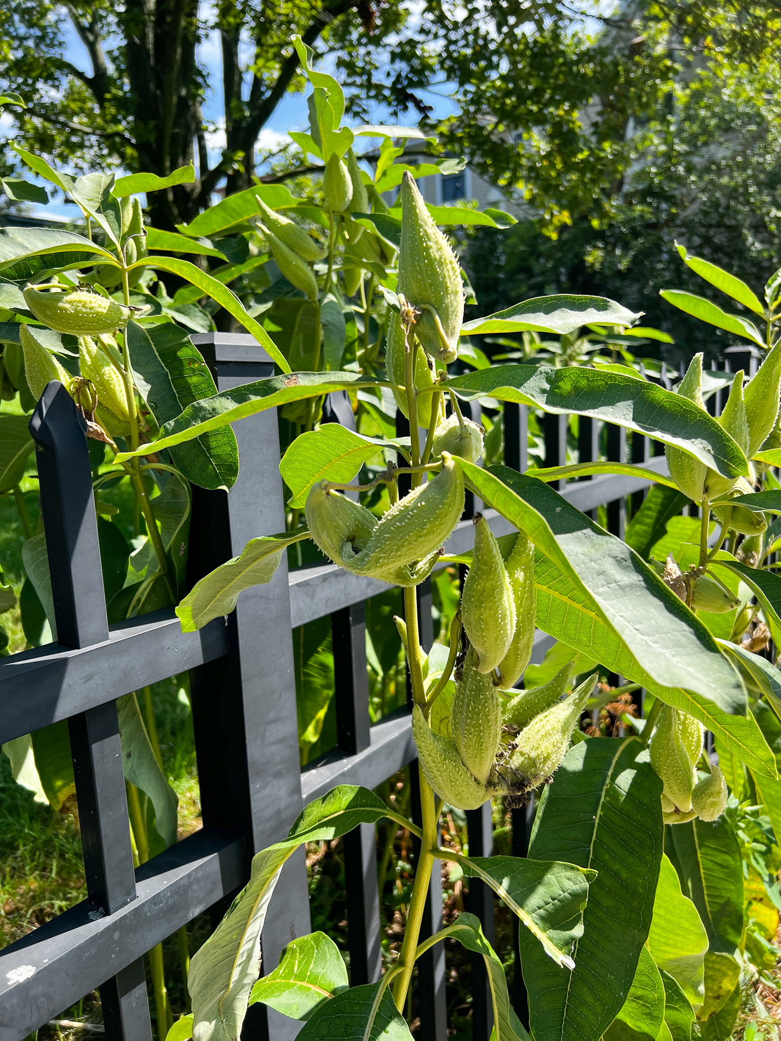 milkweed pods