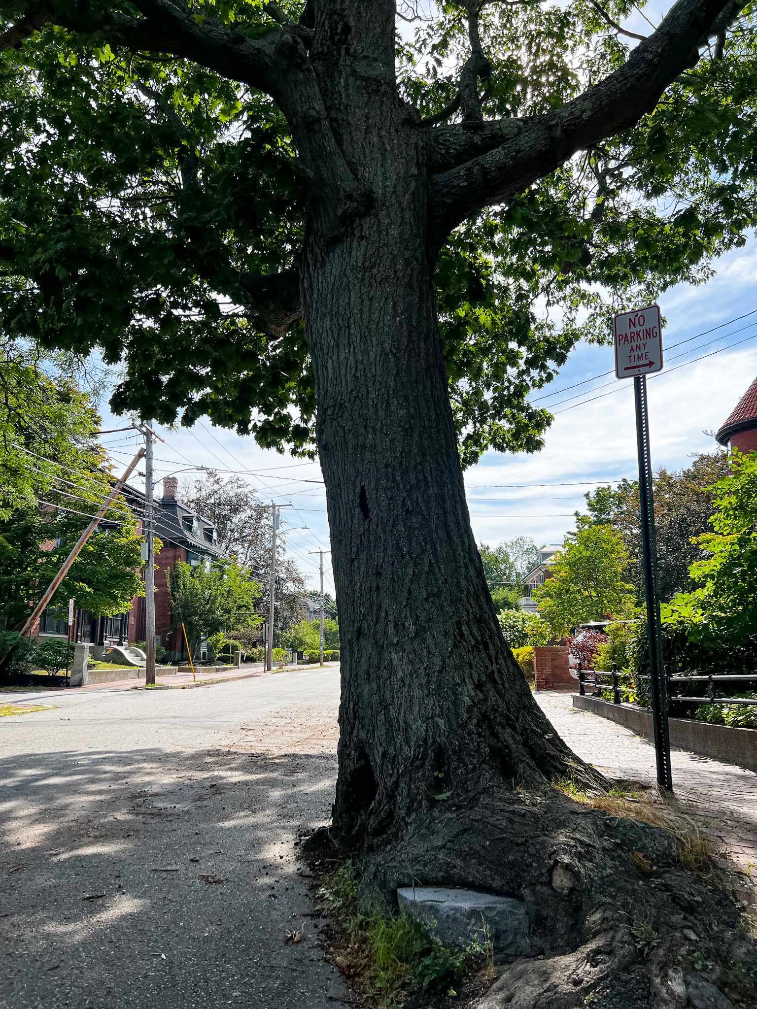 a large red oak tree