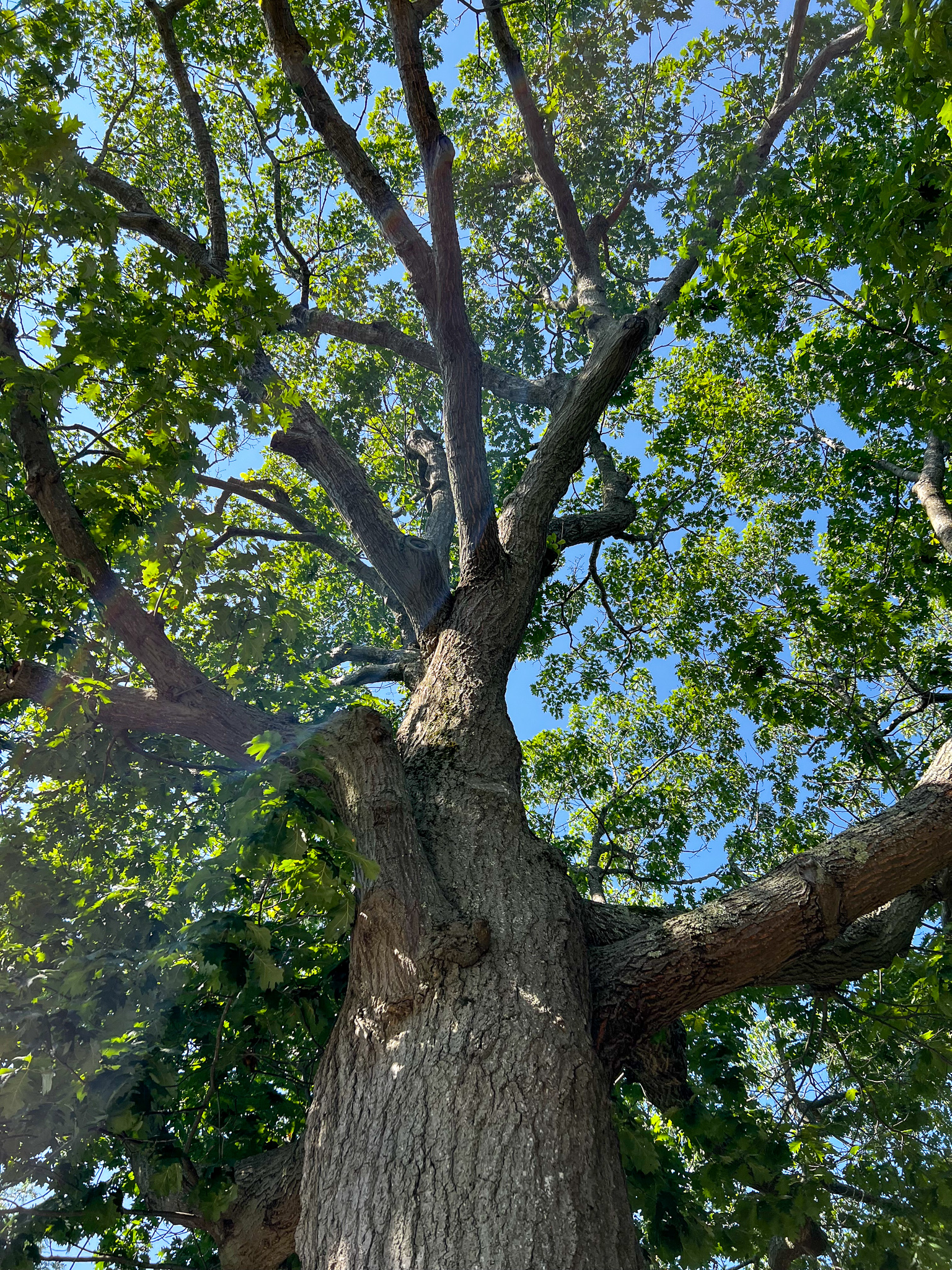 looking up the trunk of a red oak
