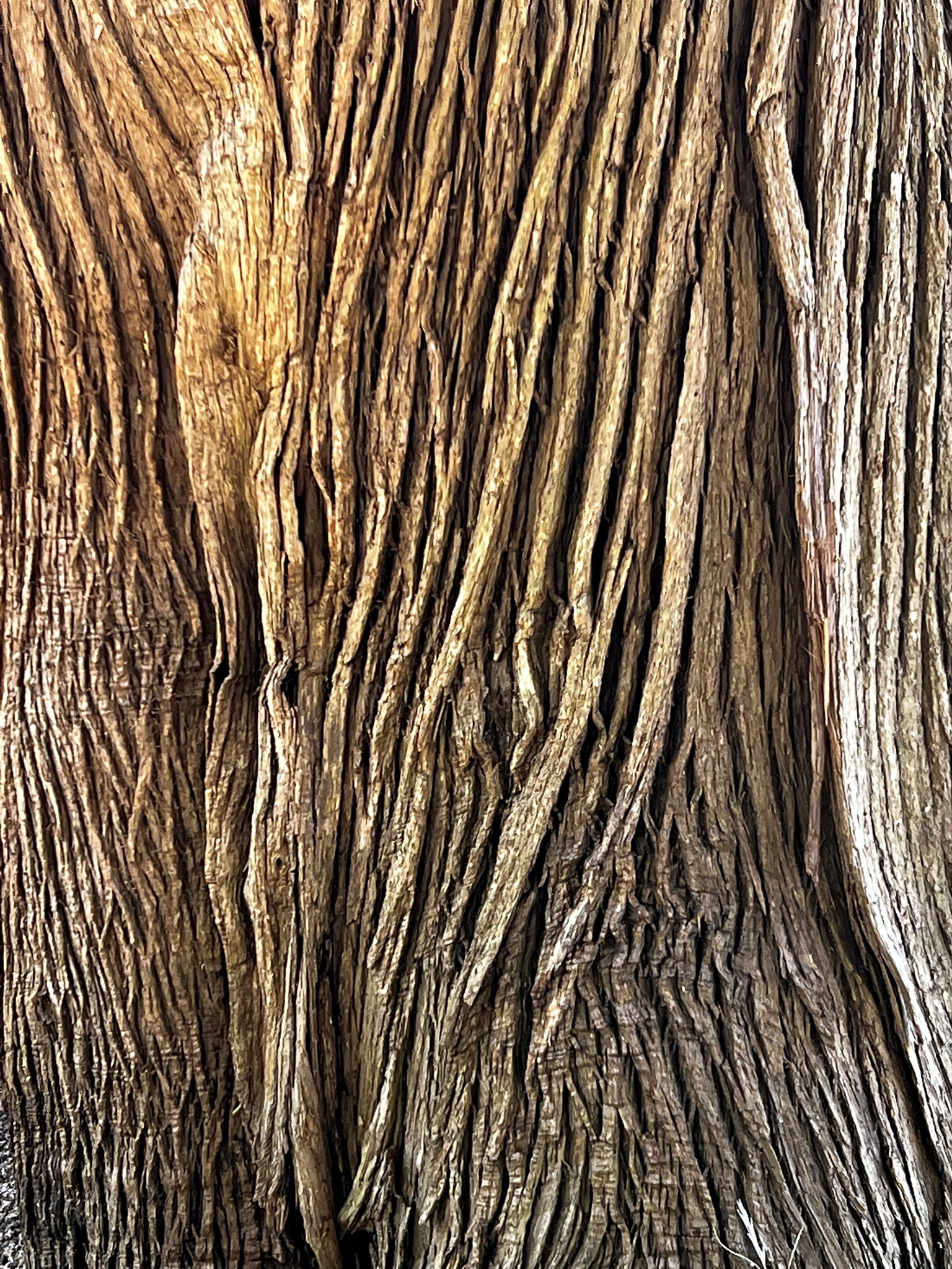 bark of the Northern White Cedar