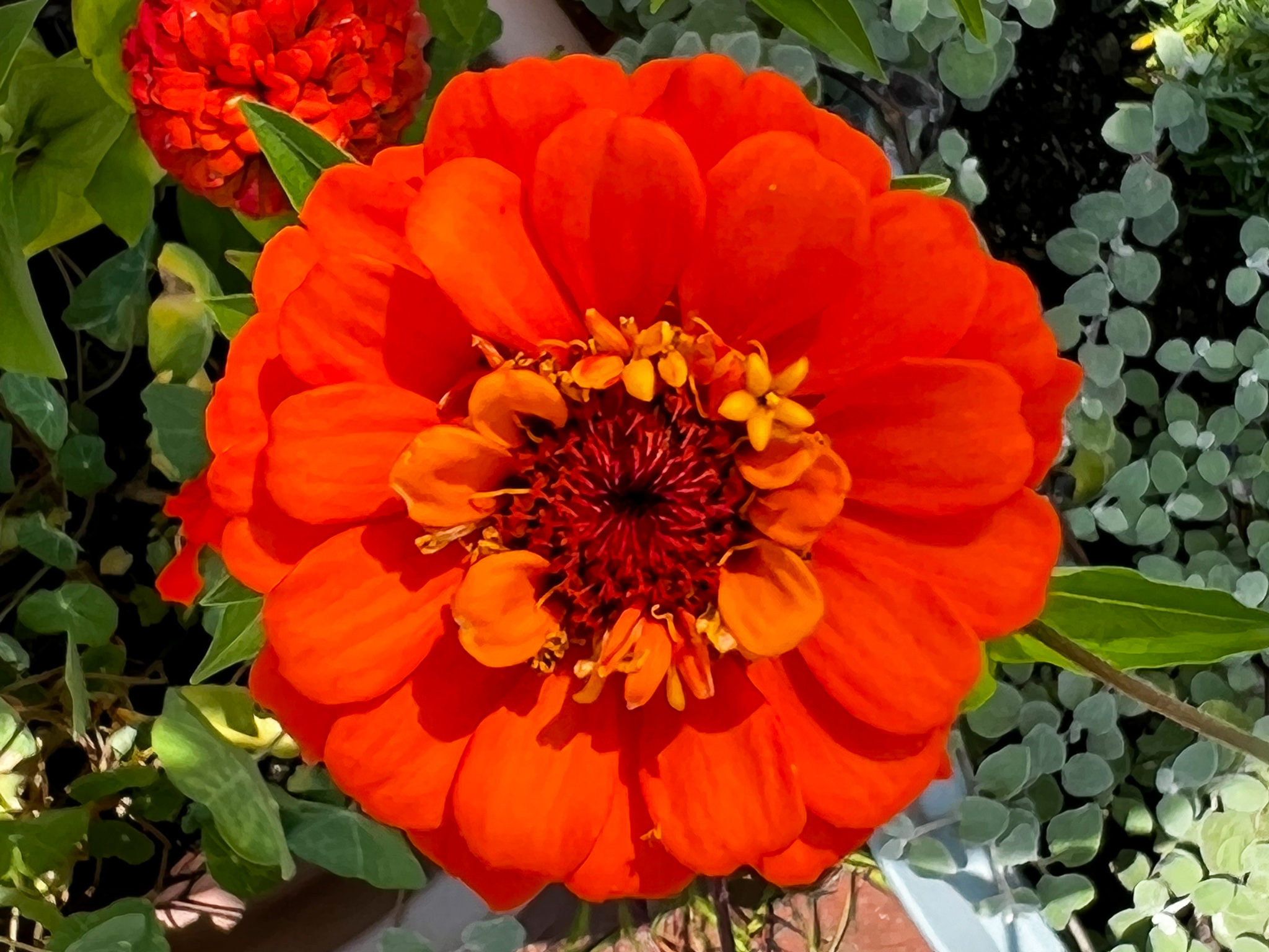 an deep orange flower