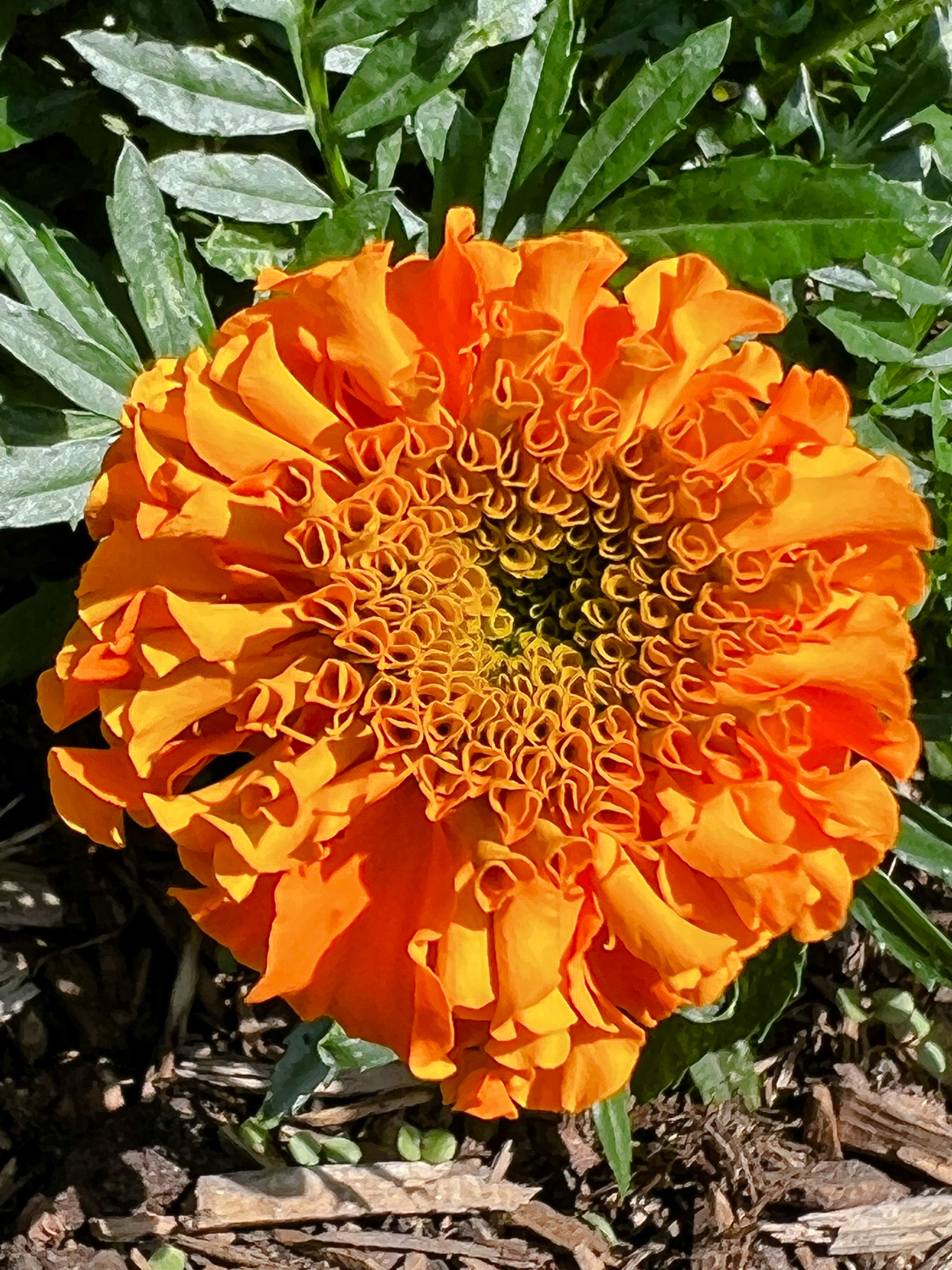 solid orange marigold with tiny flowerettes in the middle of ribbon like flowers