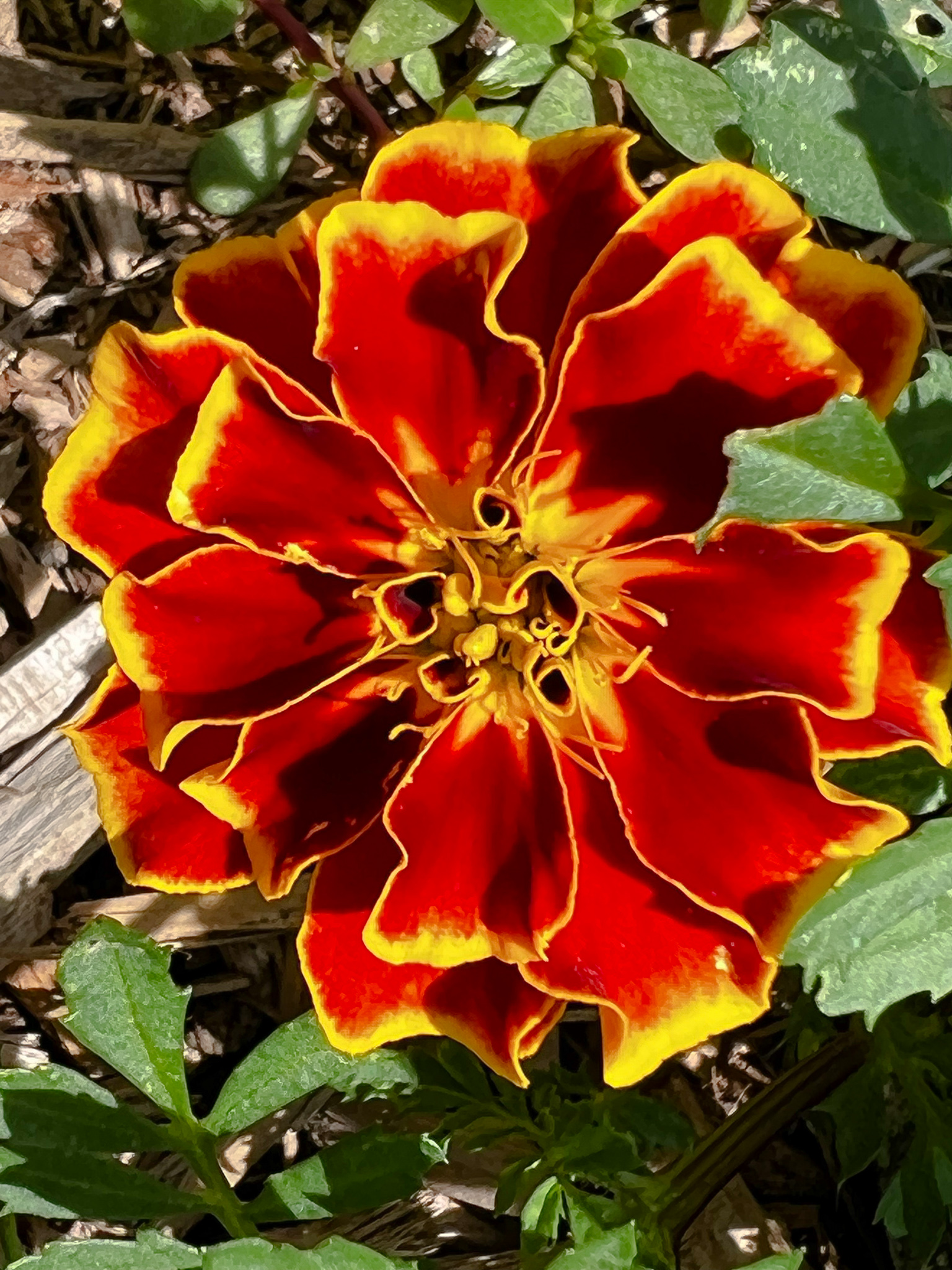 redder and yellow tipped marigold