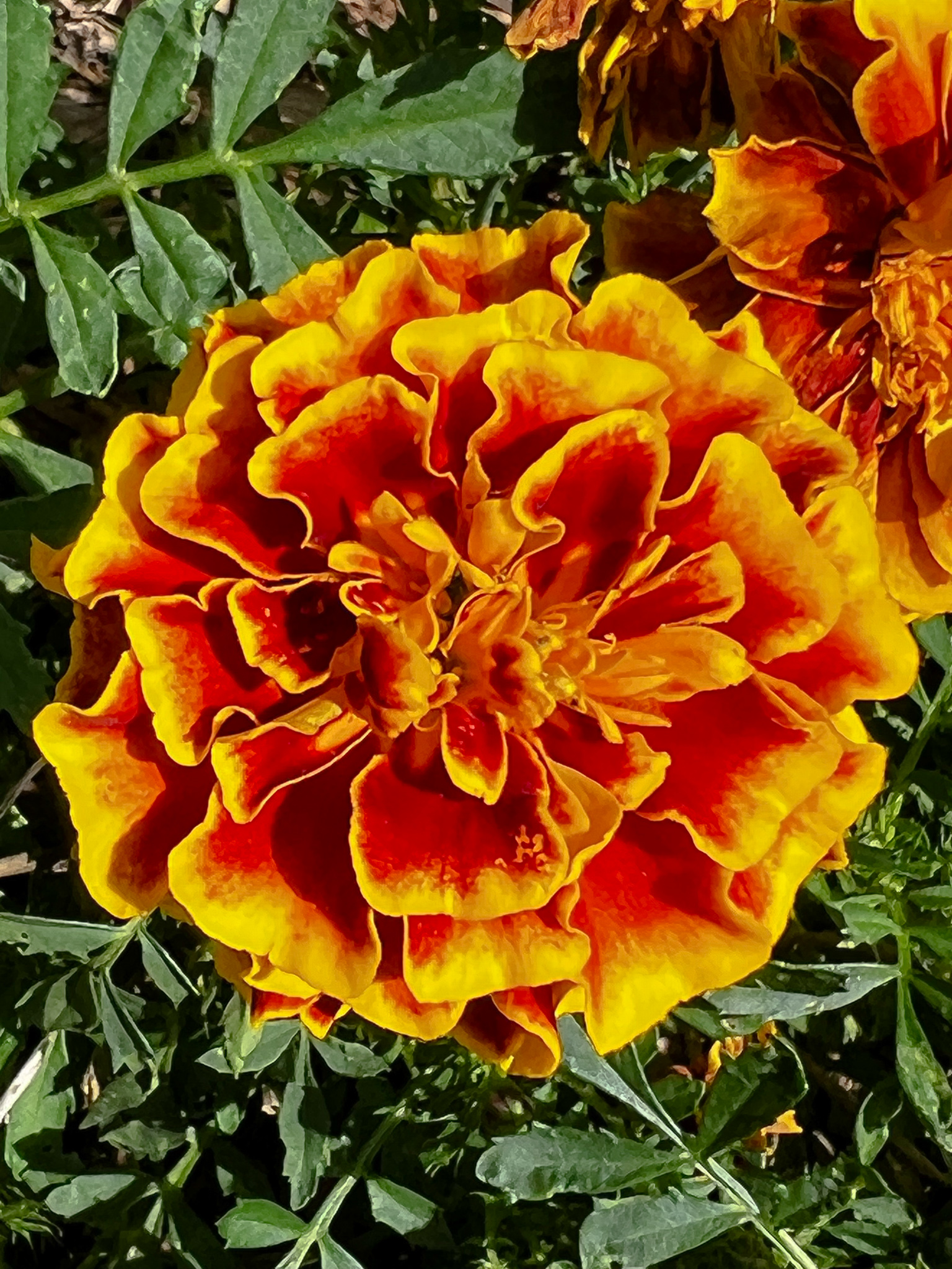 red and orange multi petal marigold