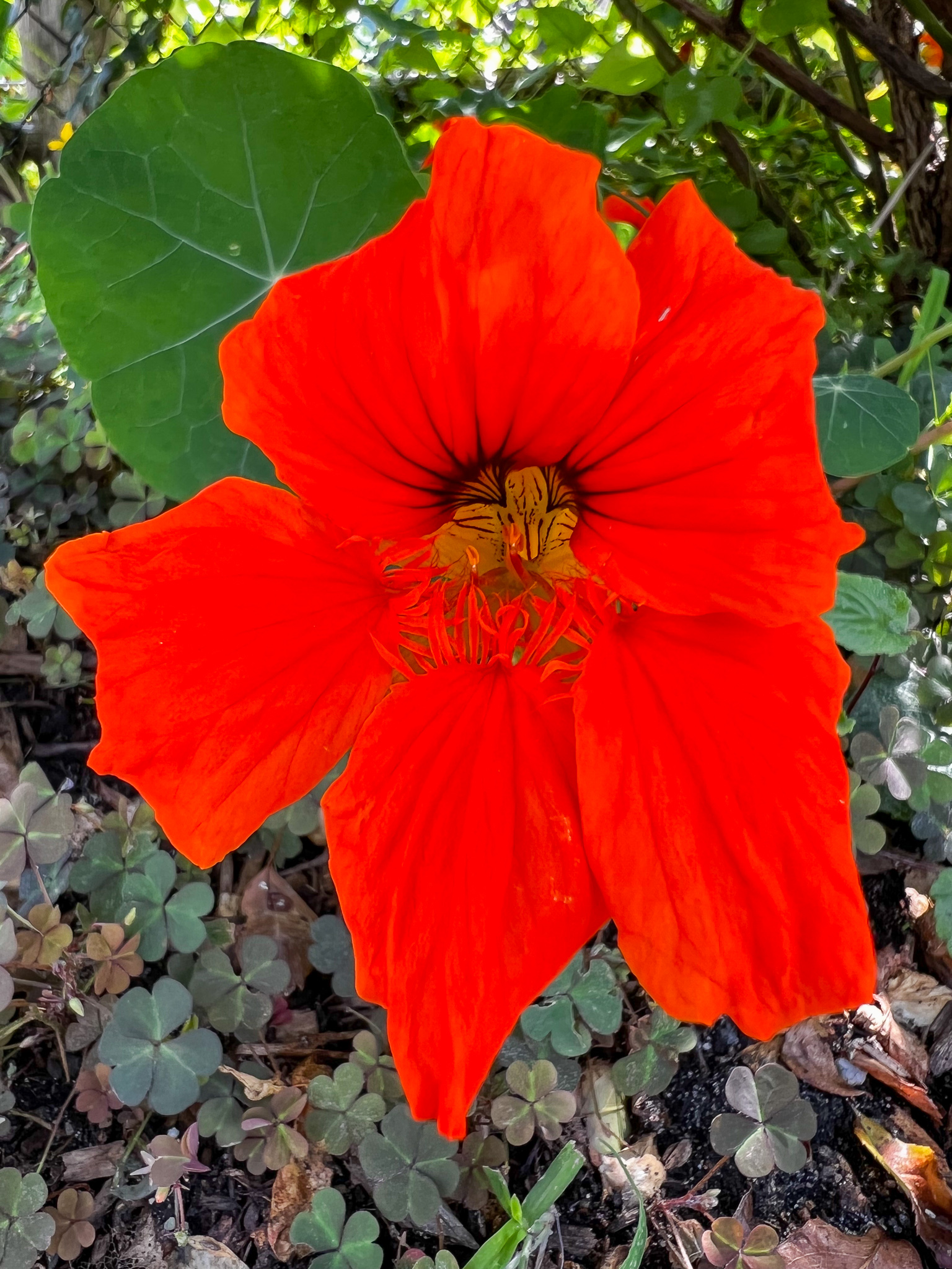 bright orange nasturtium
