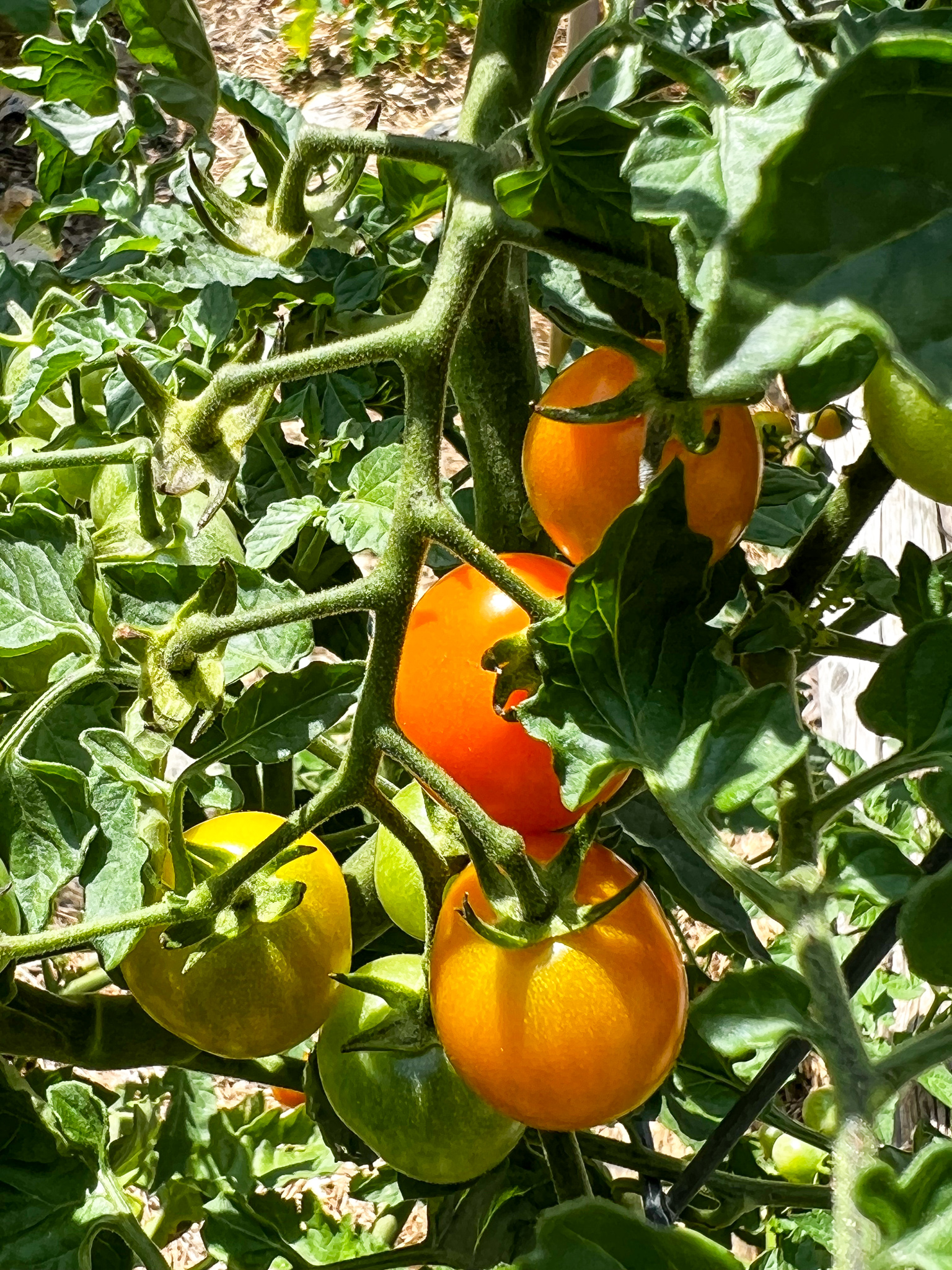 orange cherry tomatoes on a vine