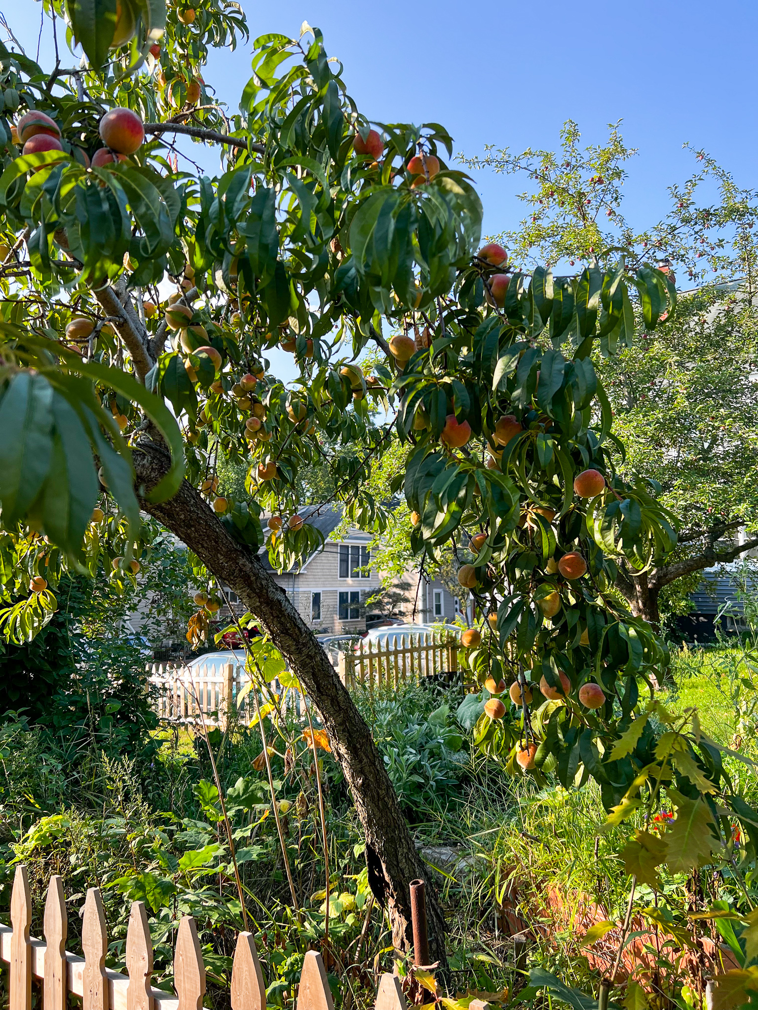 peach tree laden with peaches
