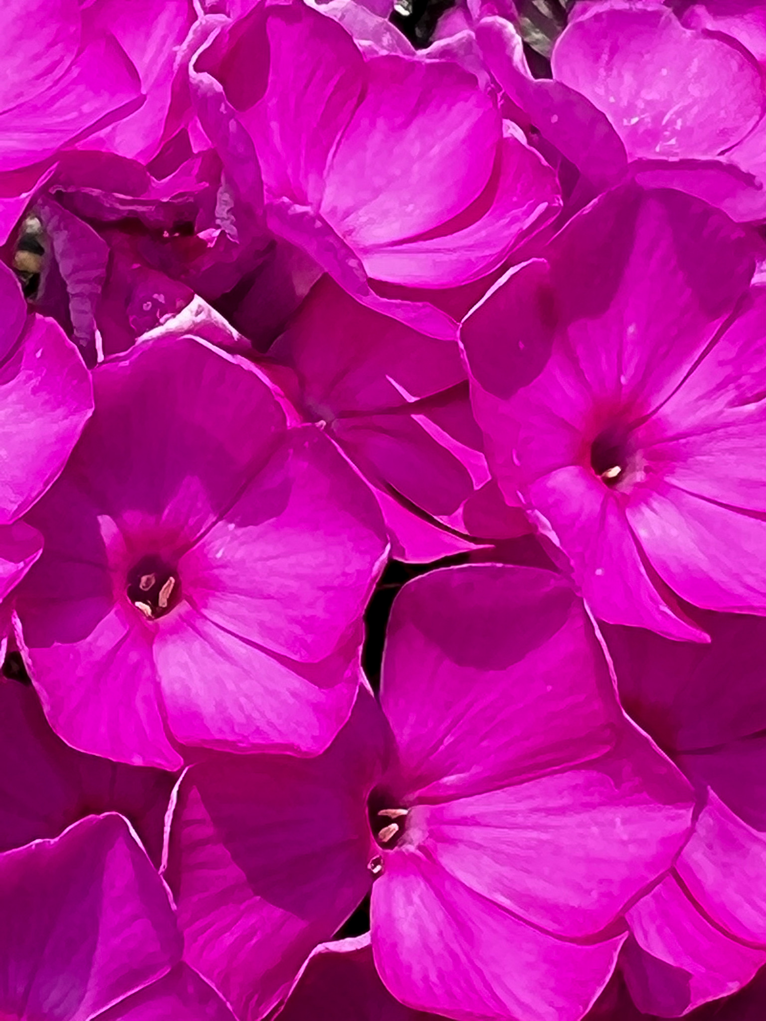 bright hot pink flowers filling the frame