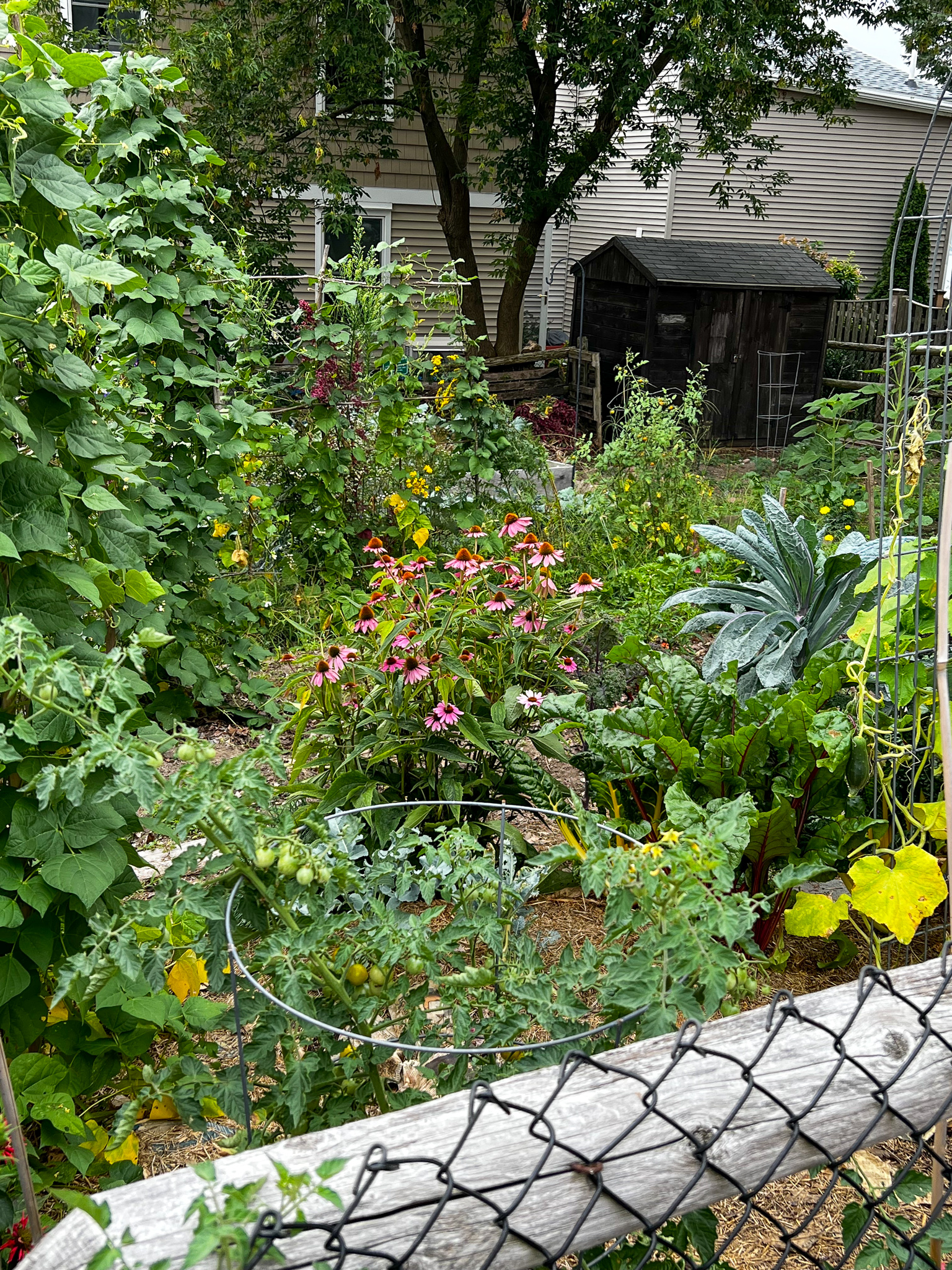 garden scene with vegetables and echinacea