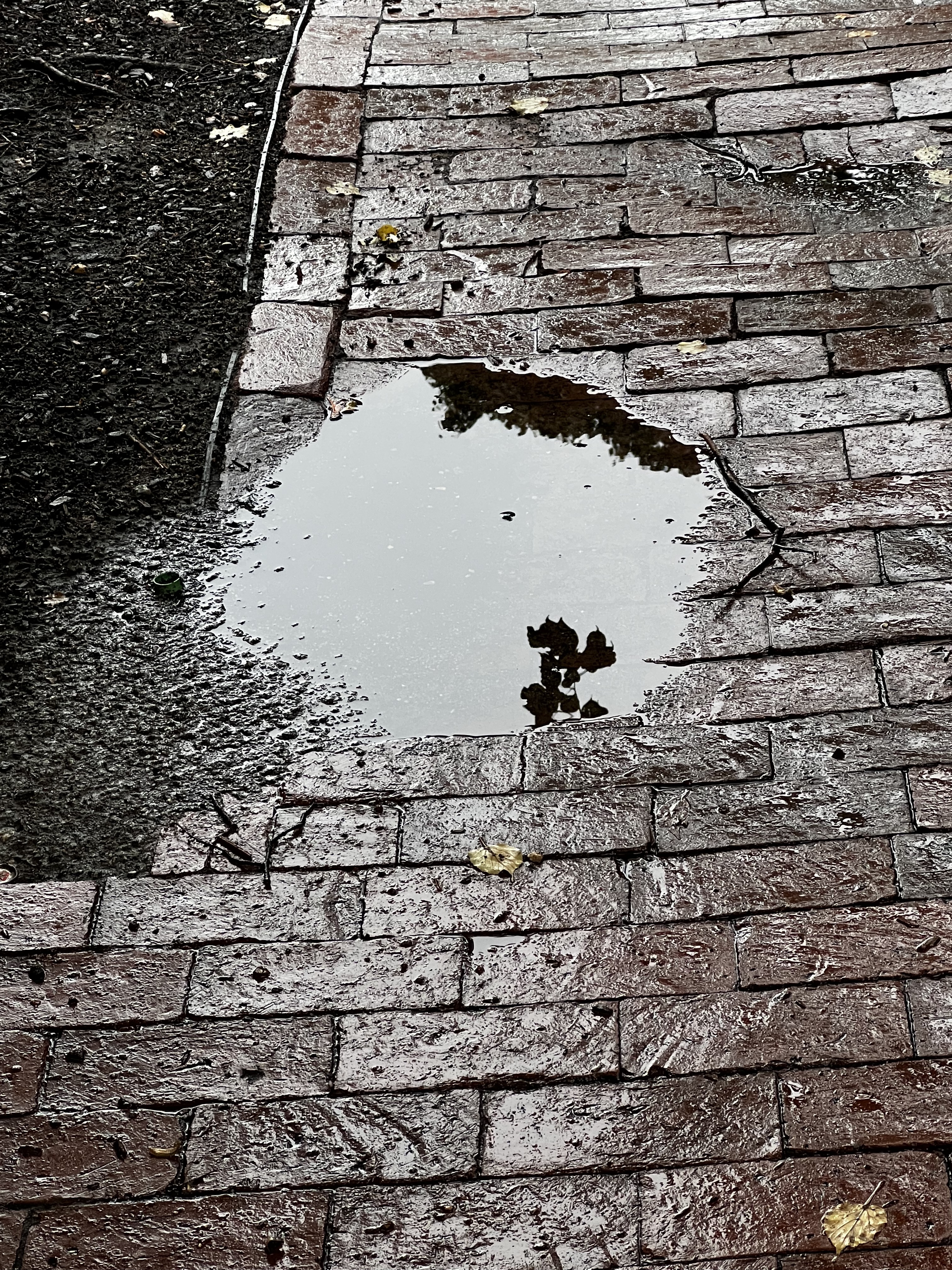 puddle on a brick sidewalk