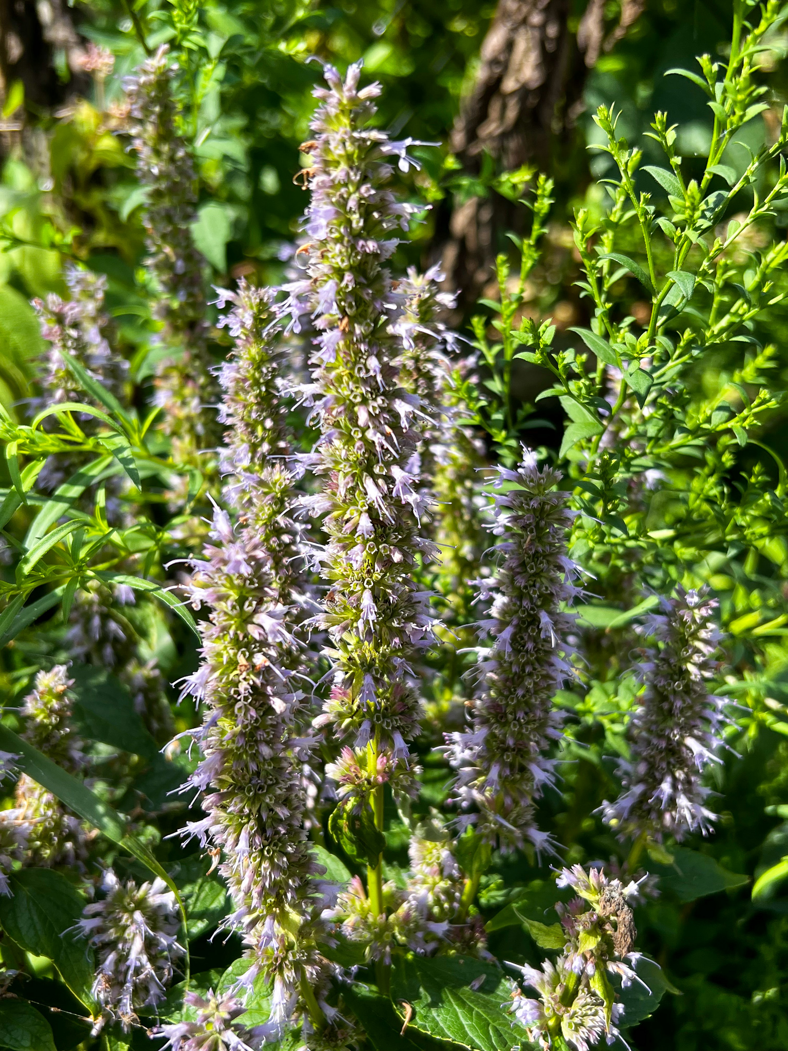 purple flowers on sticks kind of like mint