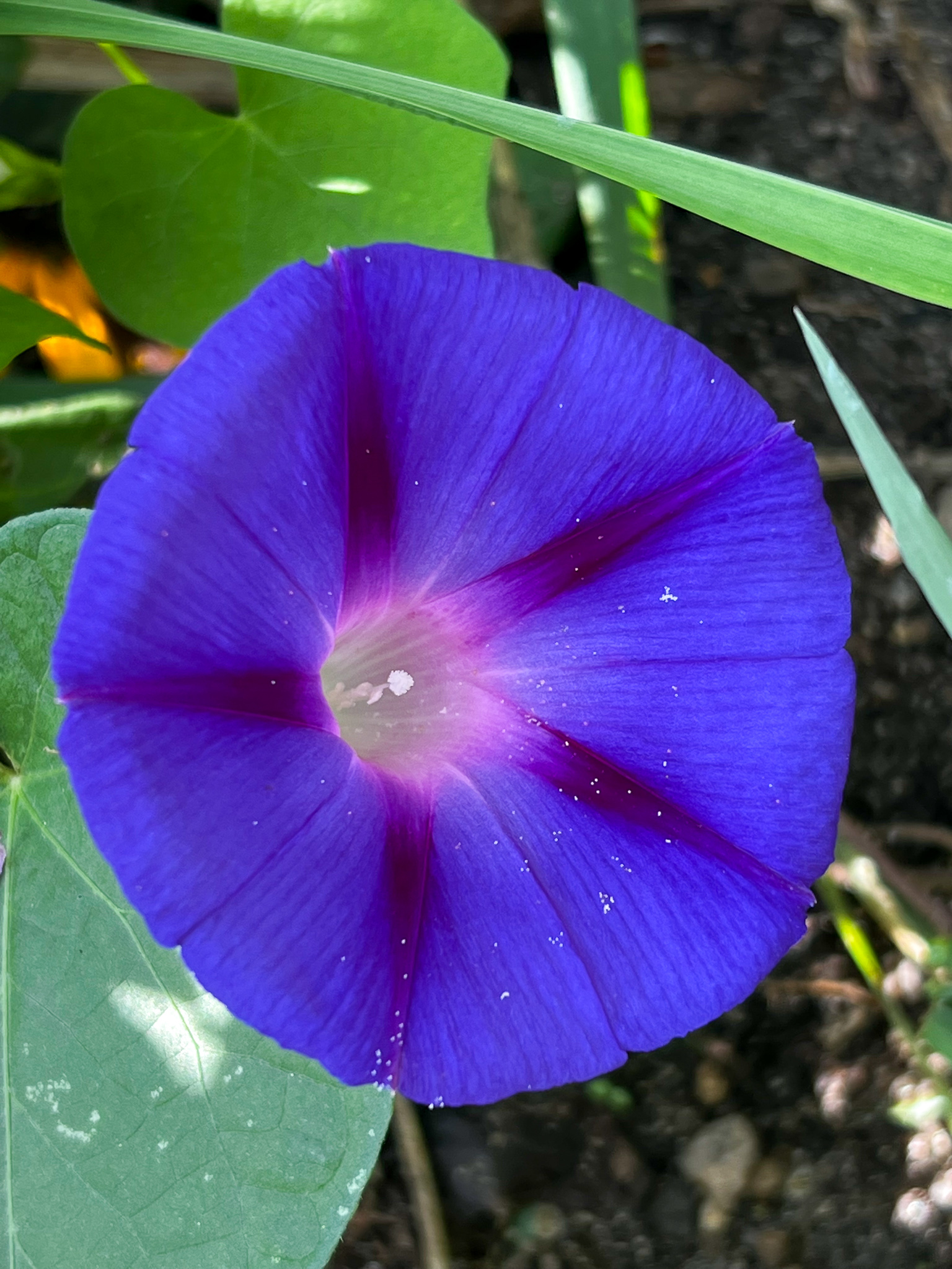 Purple Morning Glory blossom