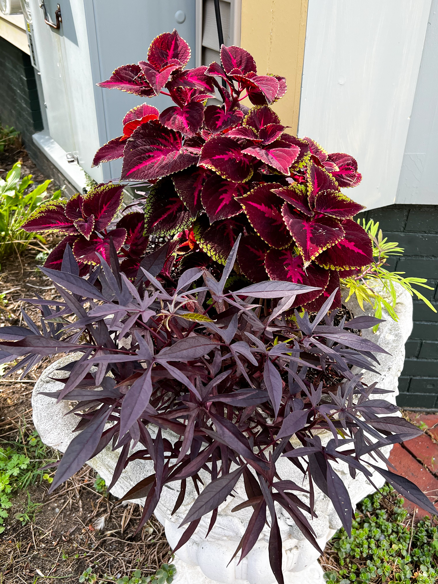 beautiful white planter with red and purple plants