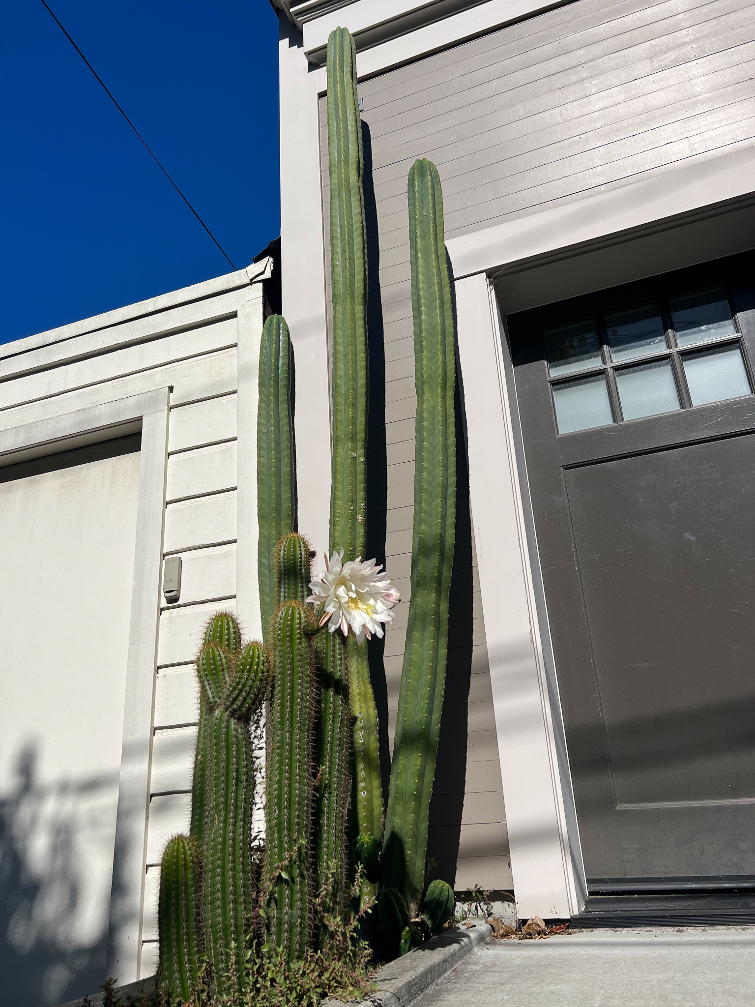 Organpipe Cactus in bloom with a house behind