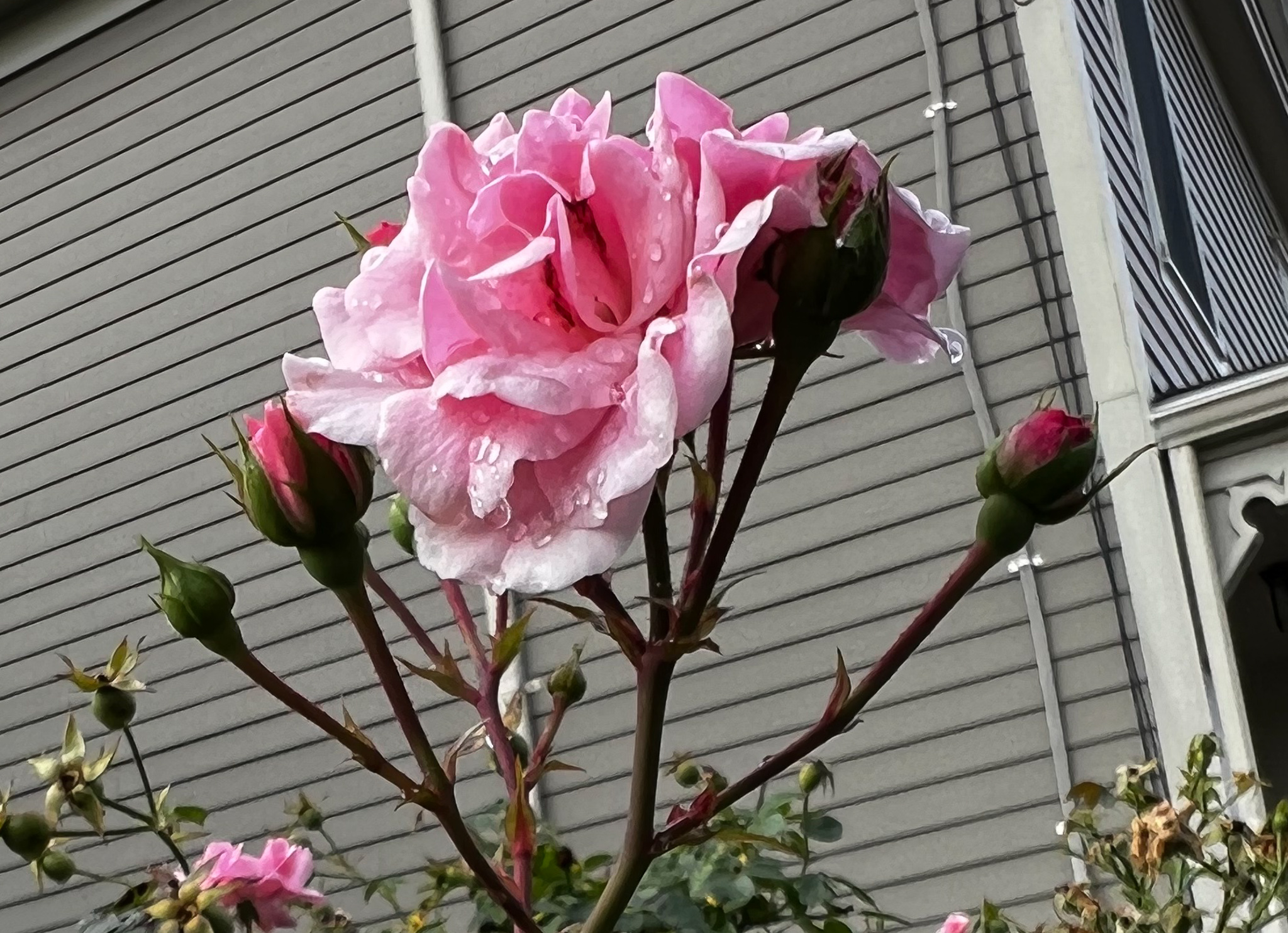 wet pink rose and rosebugs