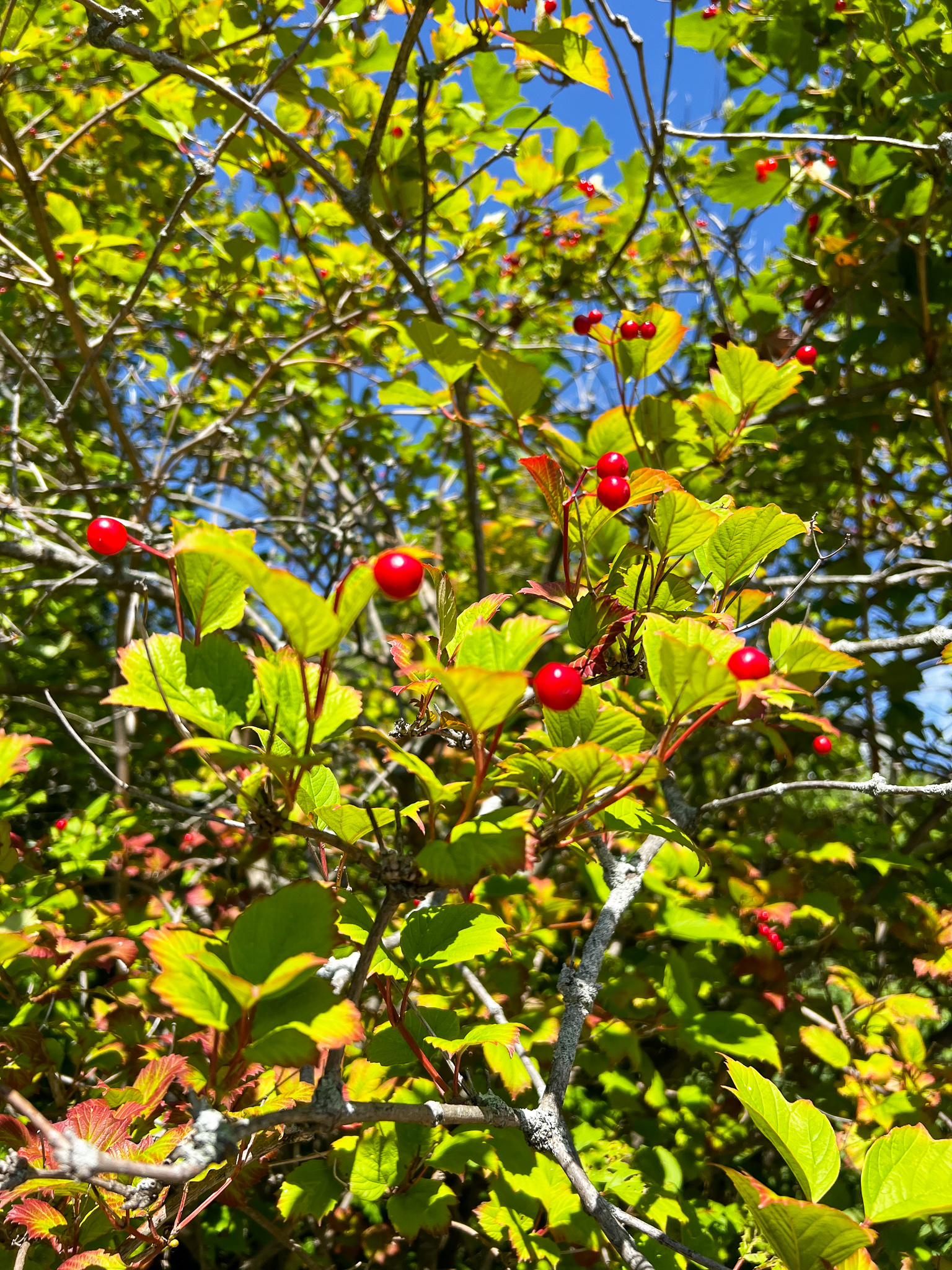 red berries on a yellow green plant