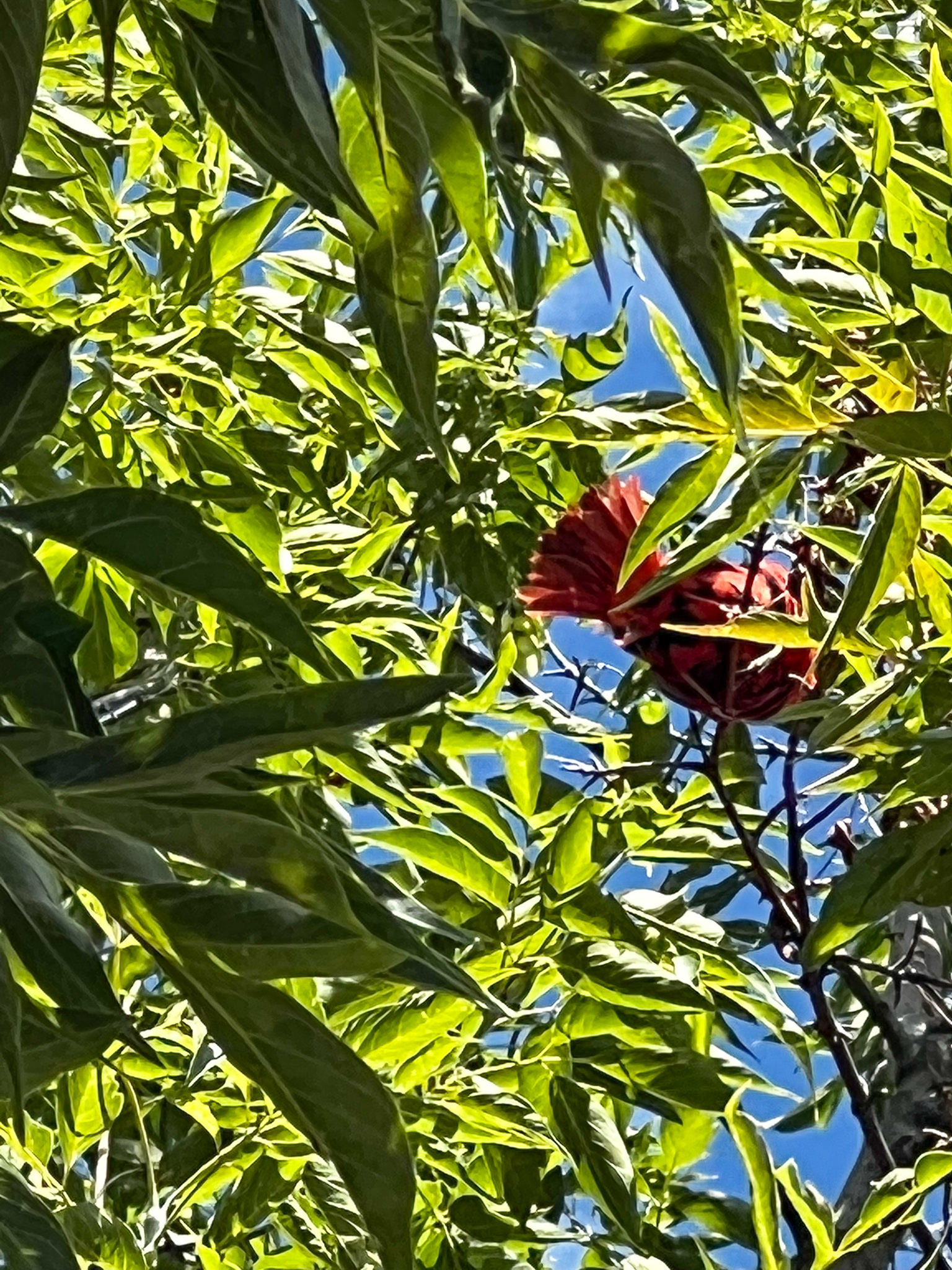 red cardinal hiding in a green tree