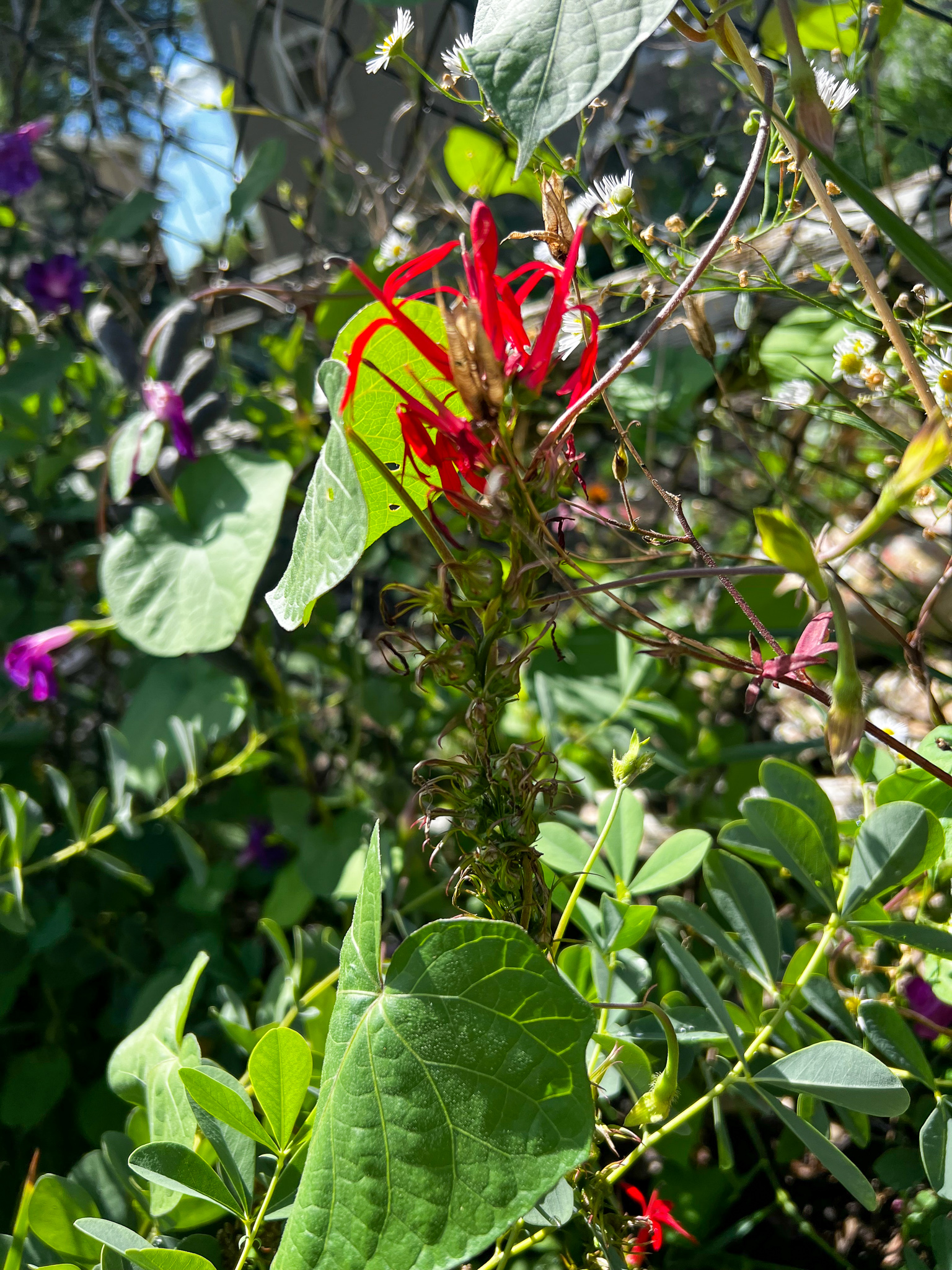 red flowers
