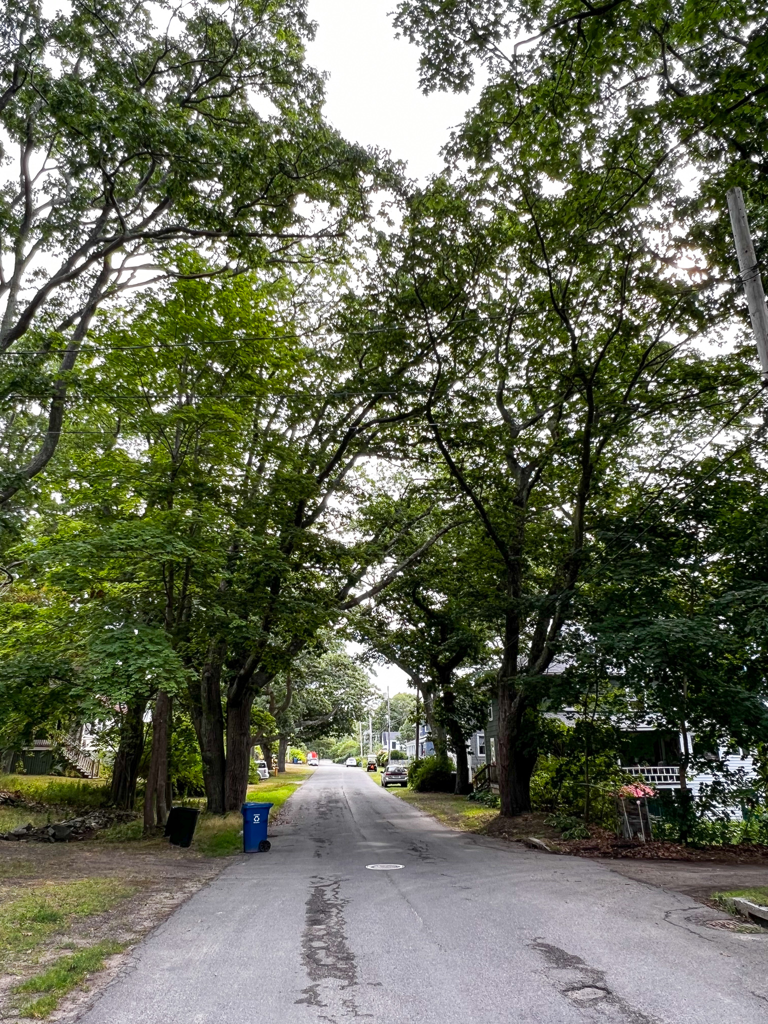 country road with trees overhanging it
