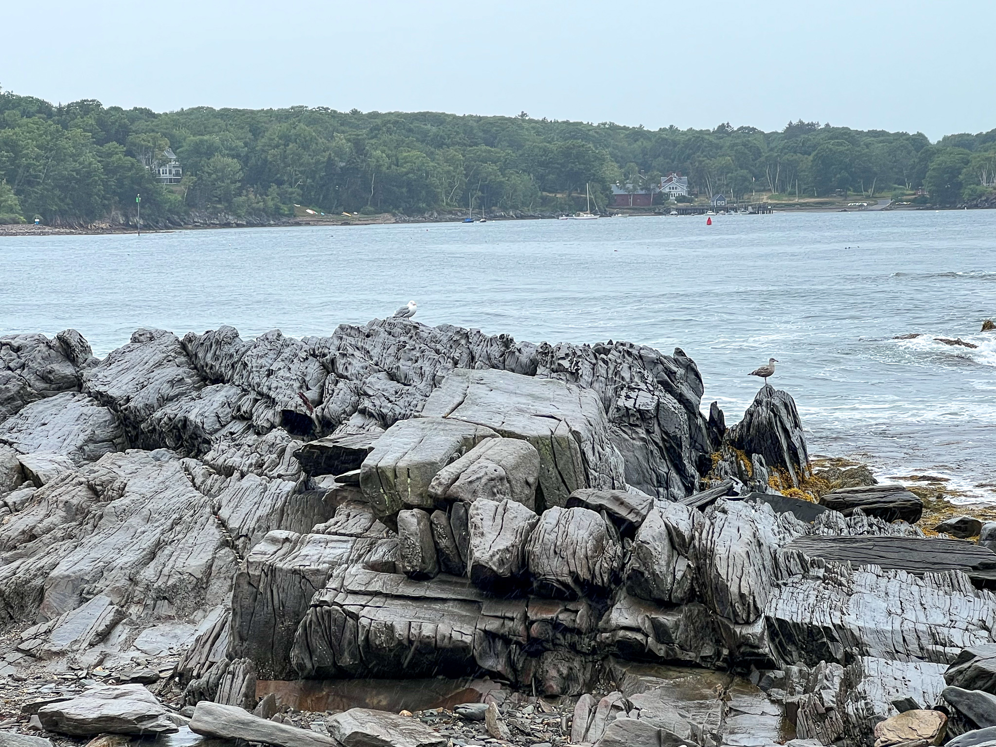 This image has an empty alt attribute; its file name is rocksseagullscushings3-1.jpg