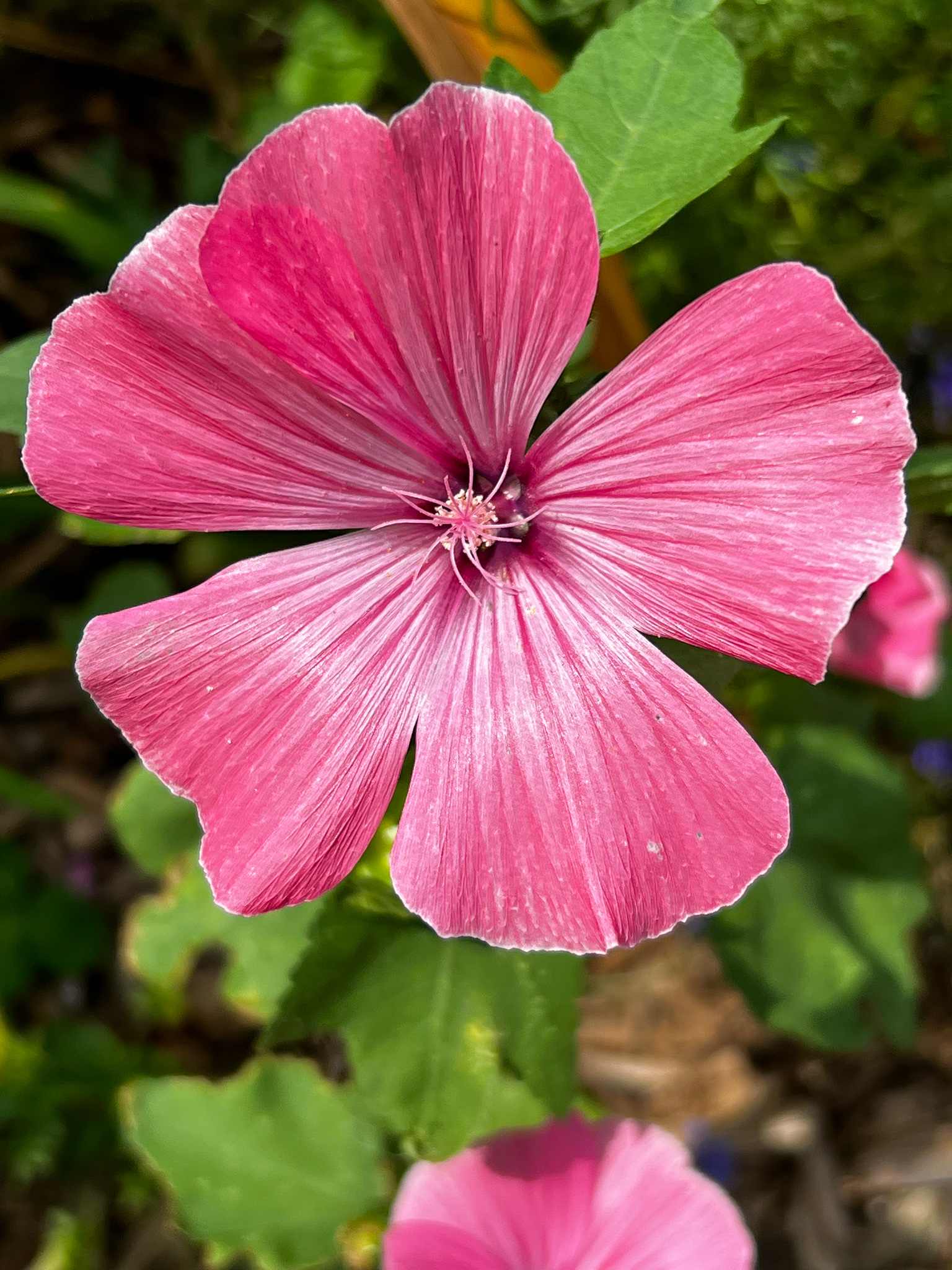 peach pink flower with five petals