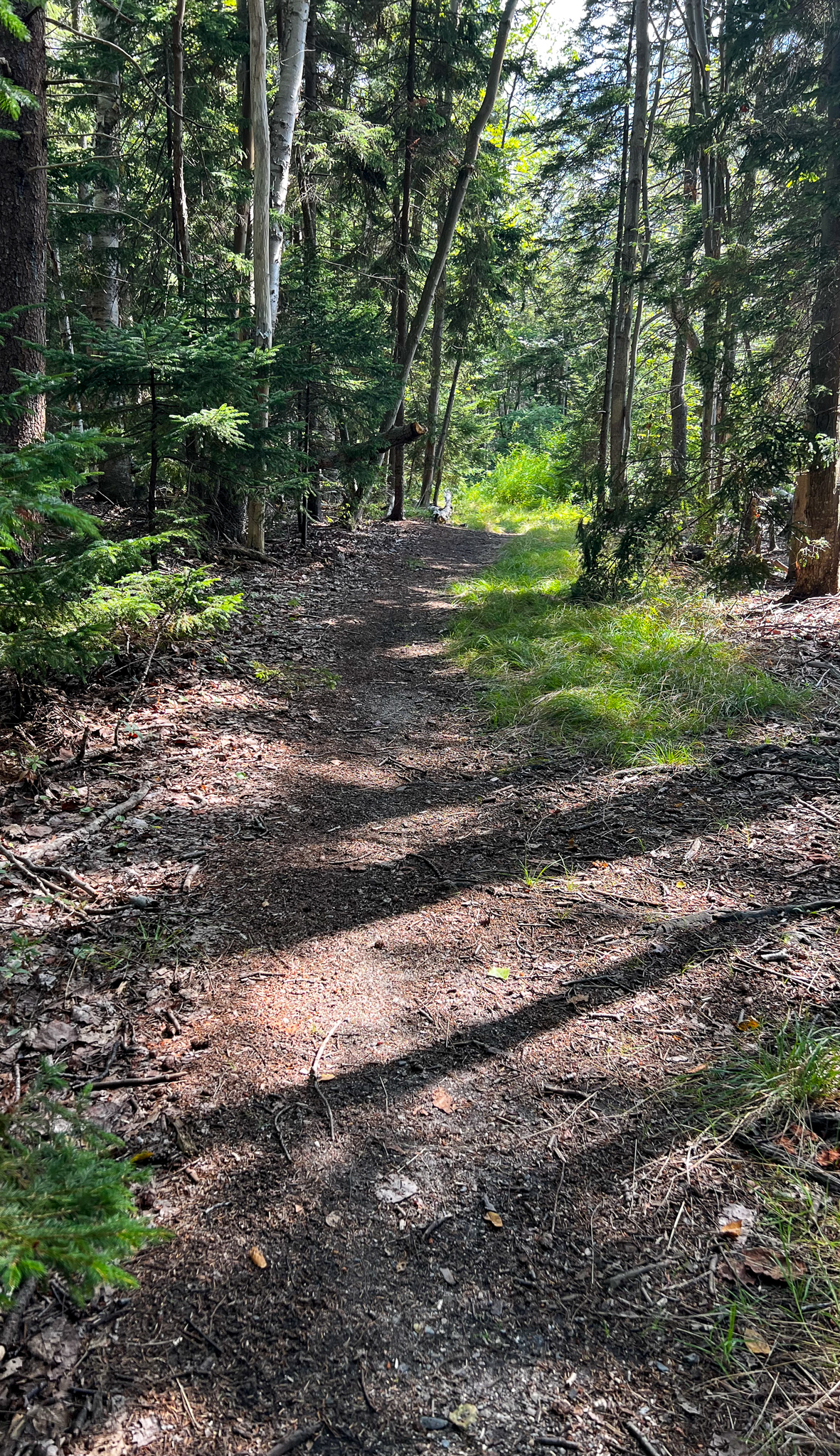 a trail with long tree shadows