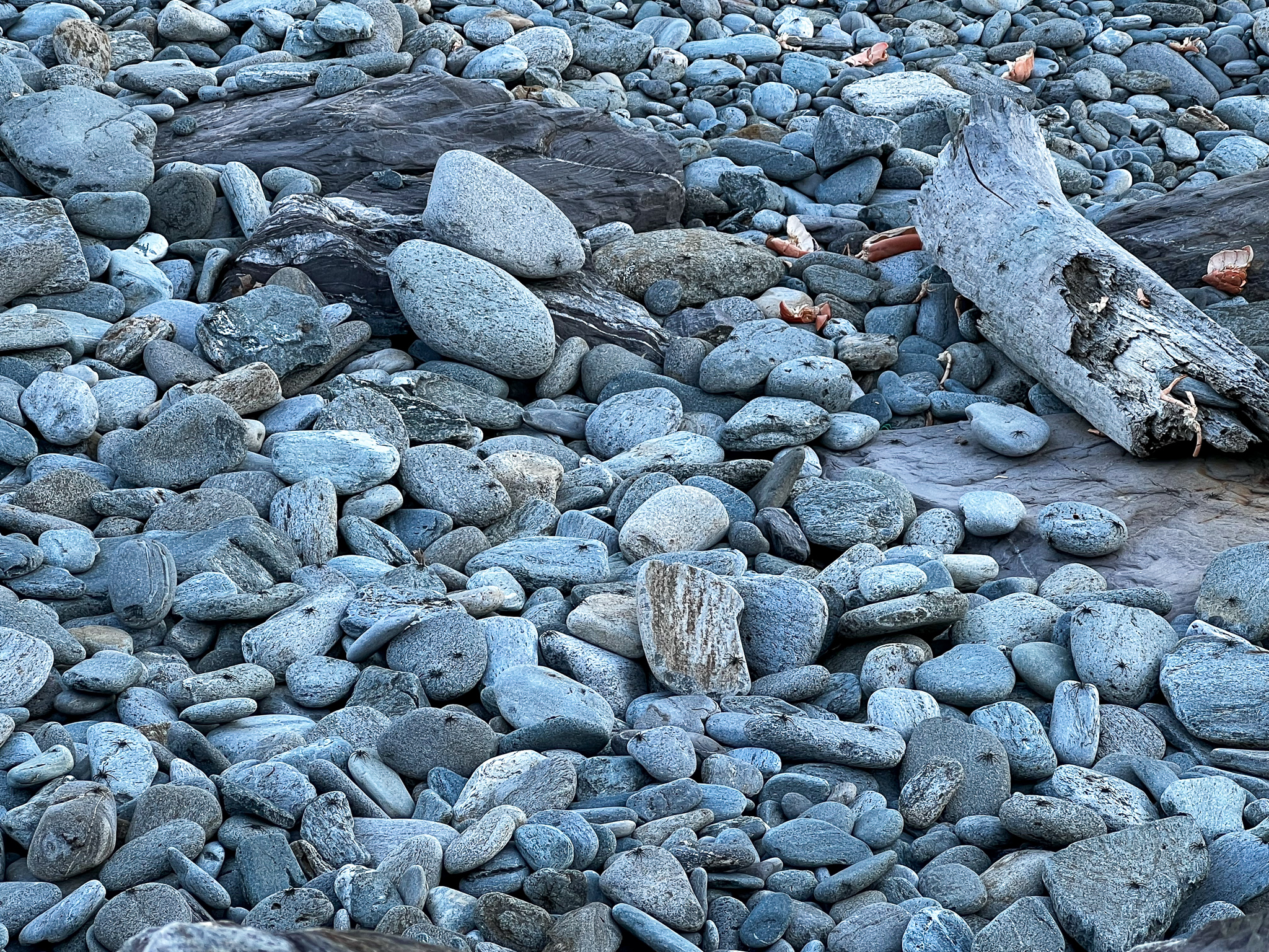 many rocks covered with many spiders