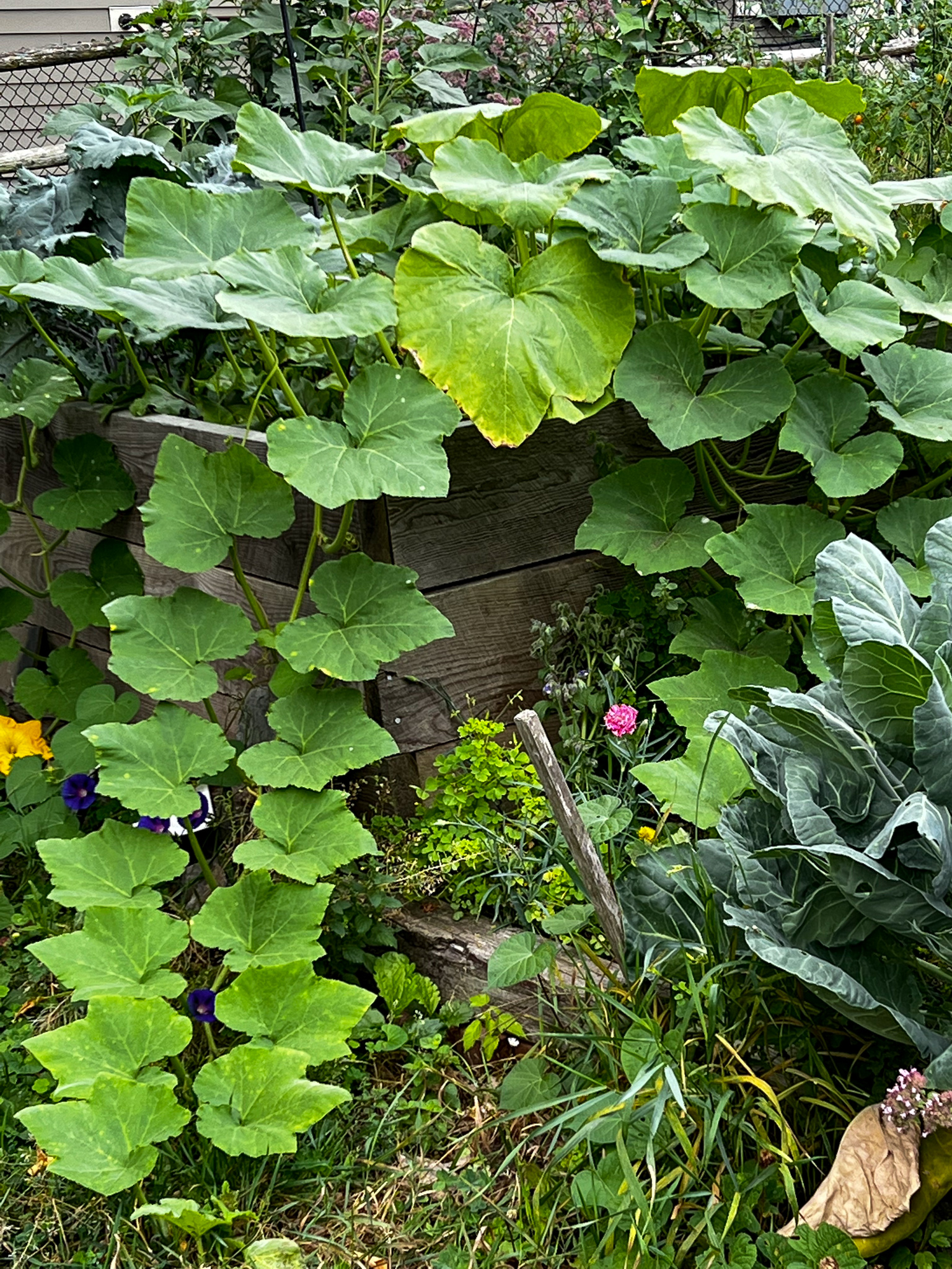 squash plants trailing out of a high box in a garden