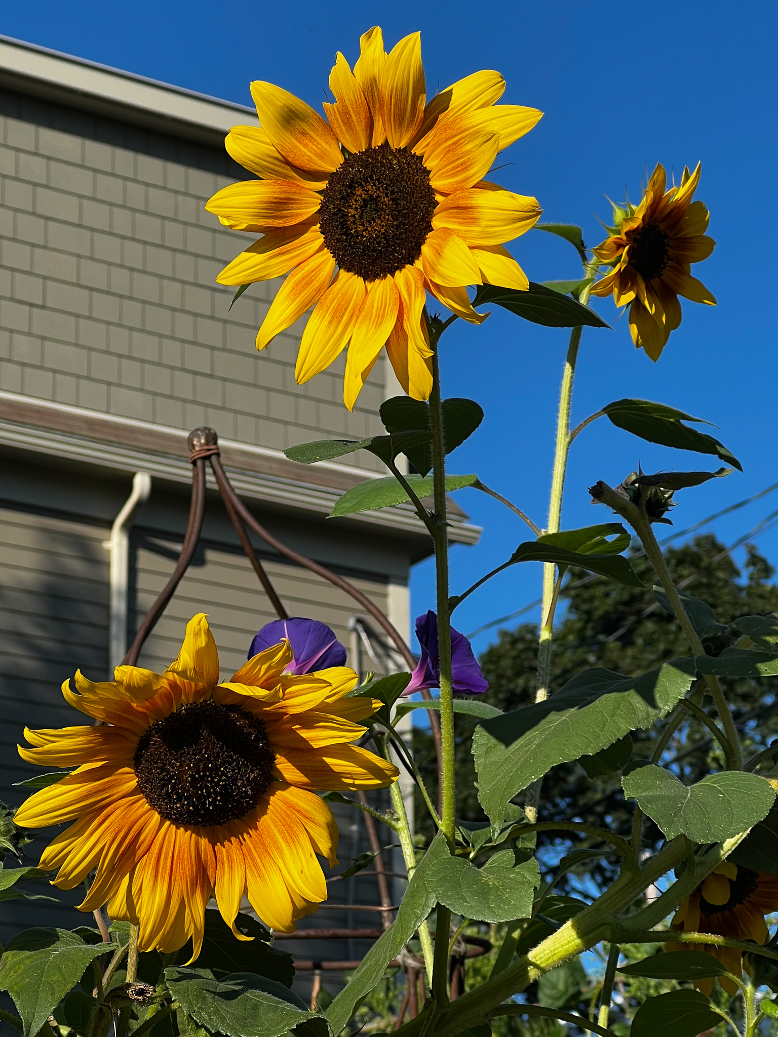 Sunflowers against a blue sky