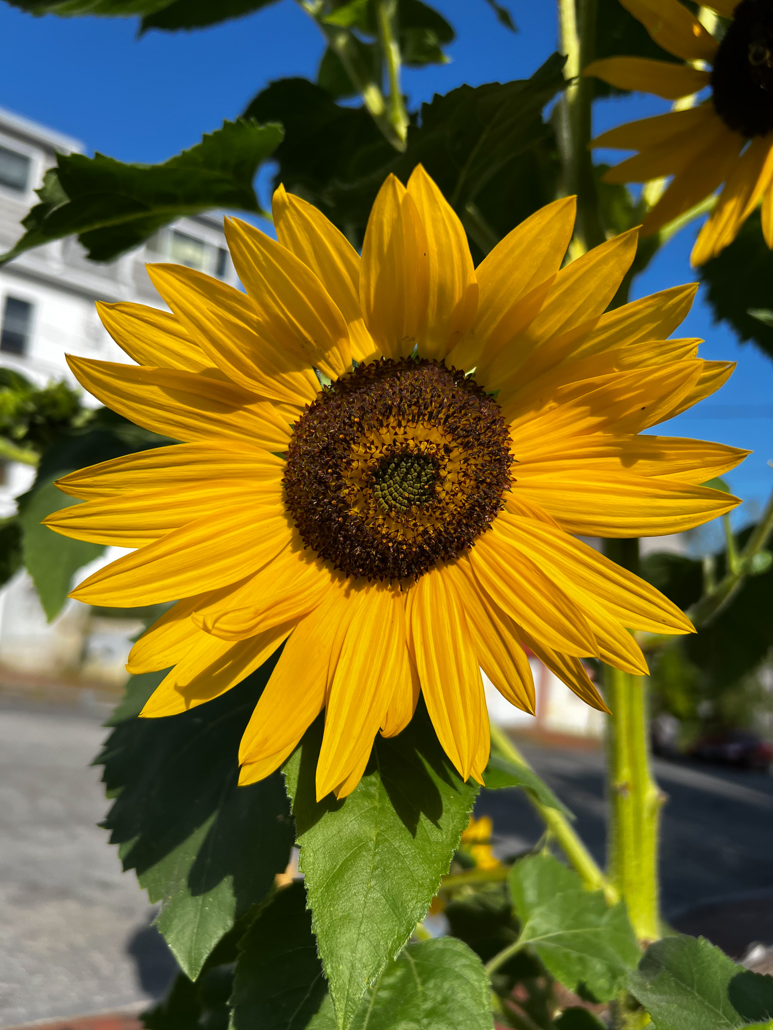 sunflower with bright yellow petals against a blue sky